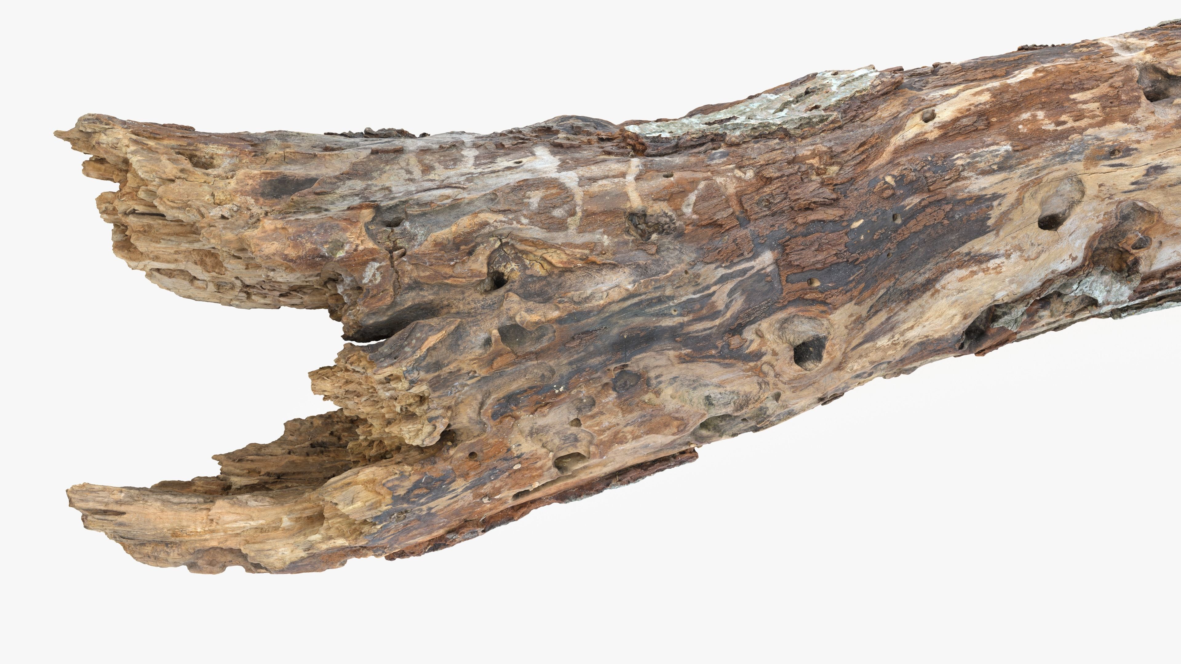 Withered Tree Hide Low-poly 3D model_13