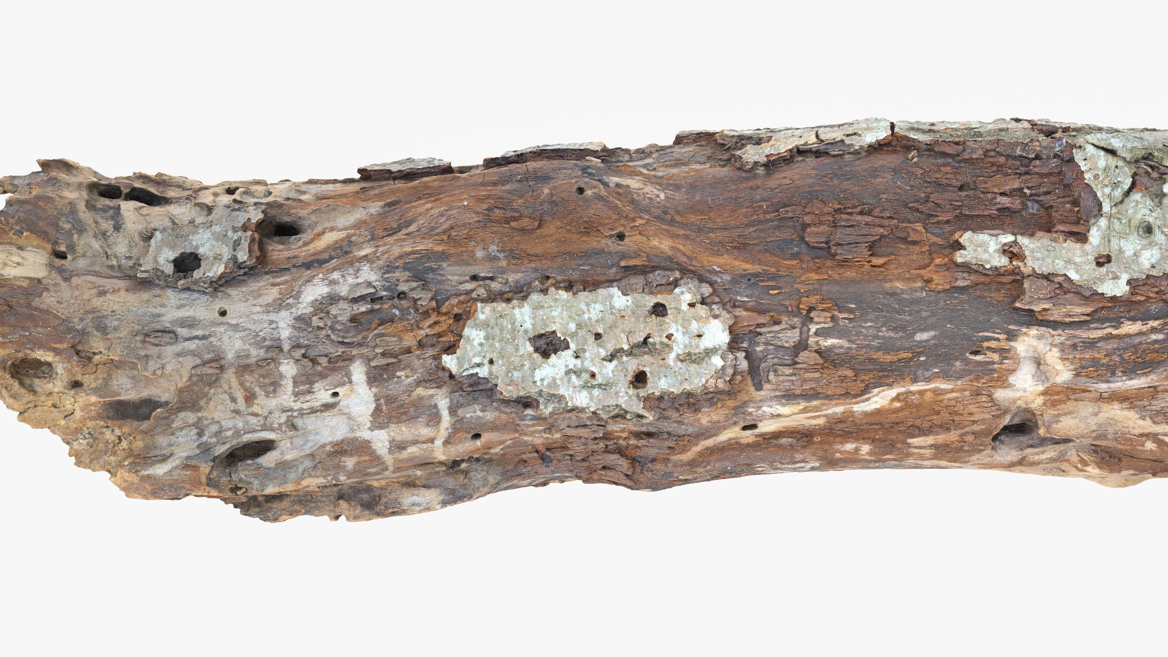 Withered Tree Hide Low-poly 3D model_20