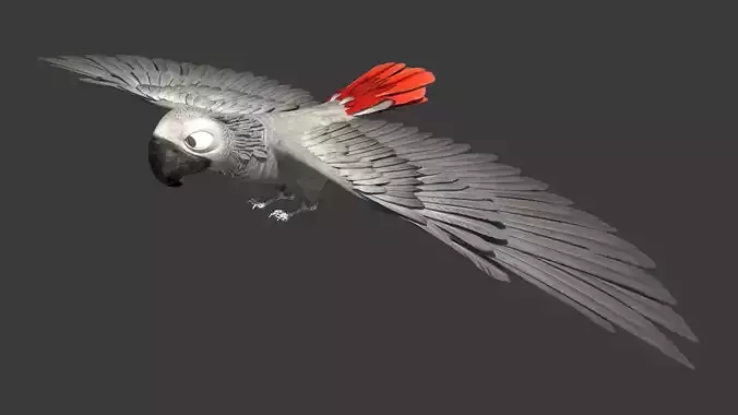 Gray parrot