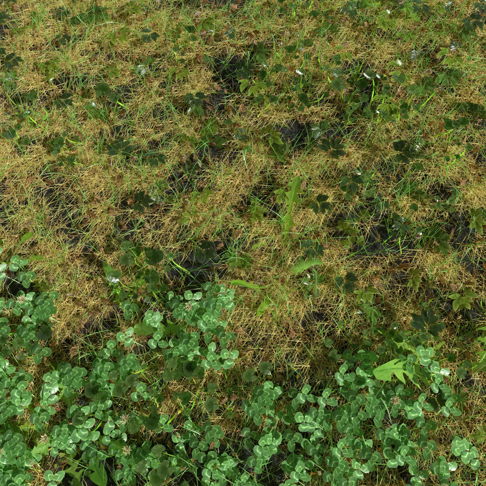 Ashweed Meadow Patch 3D model