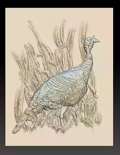Wild Turkey - relief -2019