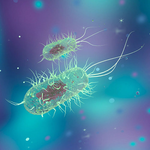 Prokaryotes 3D model