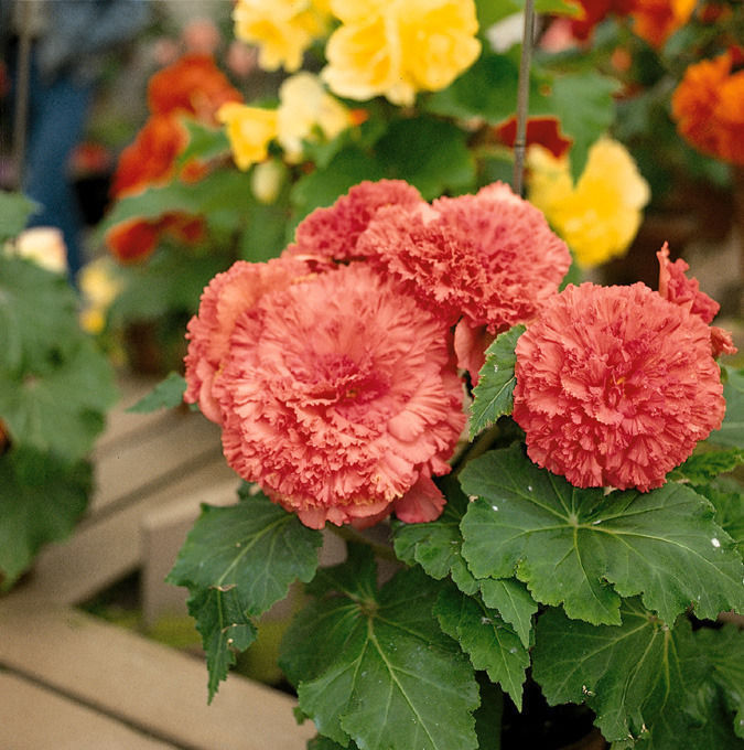 House Buselik Low-poly 3D model_28