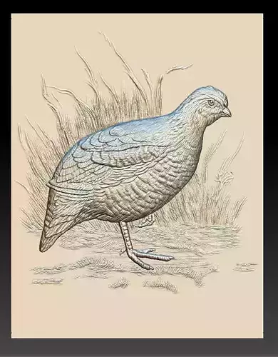WHite Quail - relief - 2019
