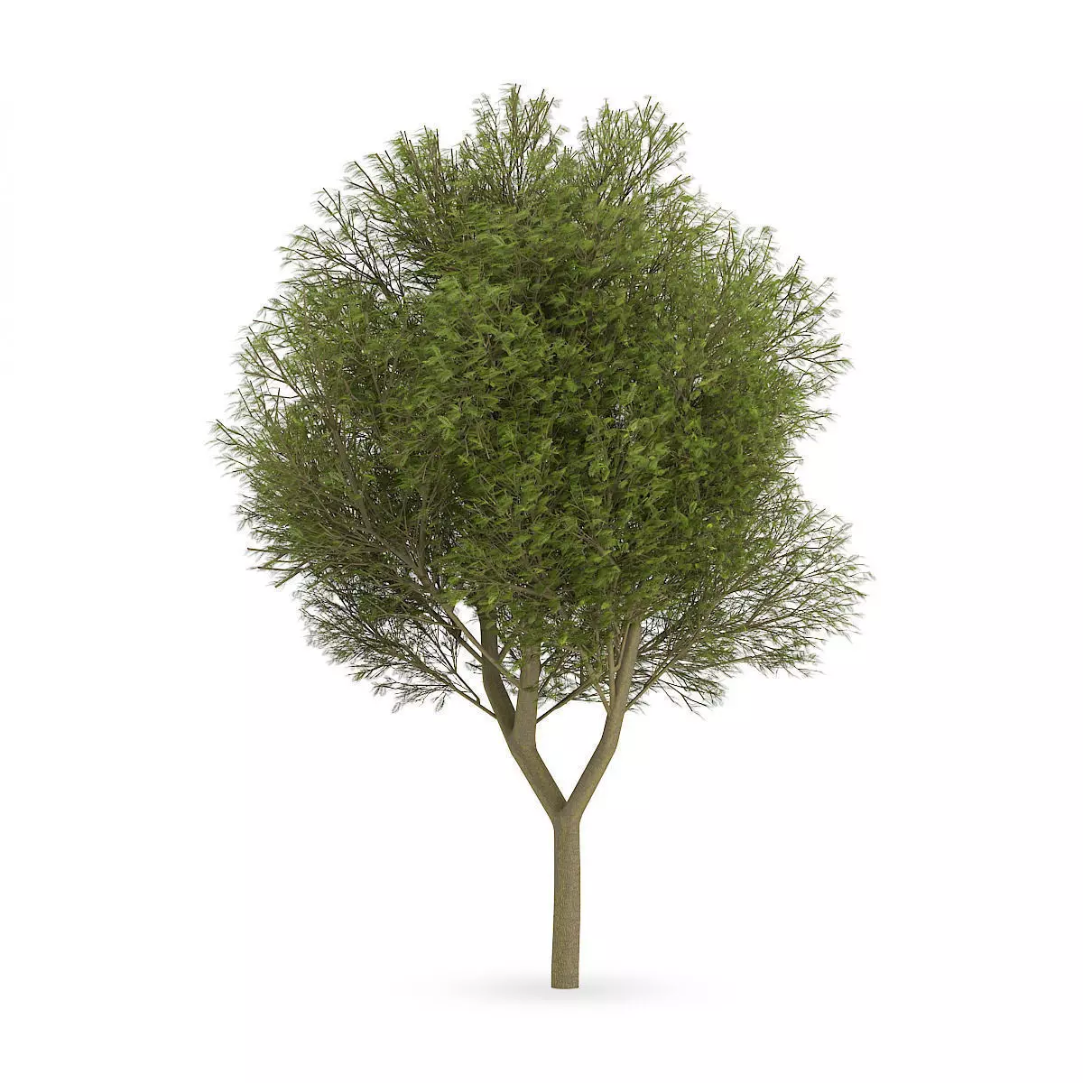 Honey locust 3D model