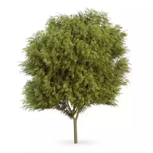 Honey locust  1 3D model