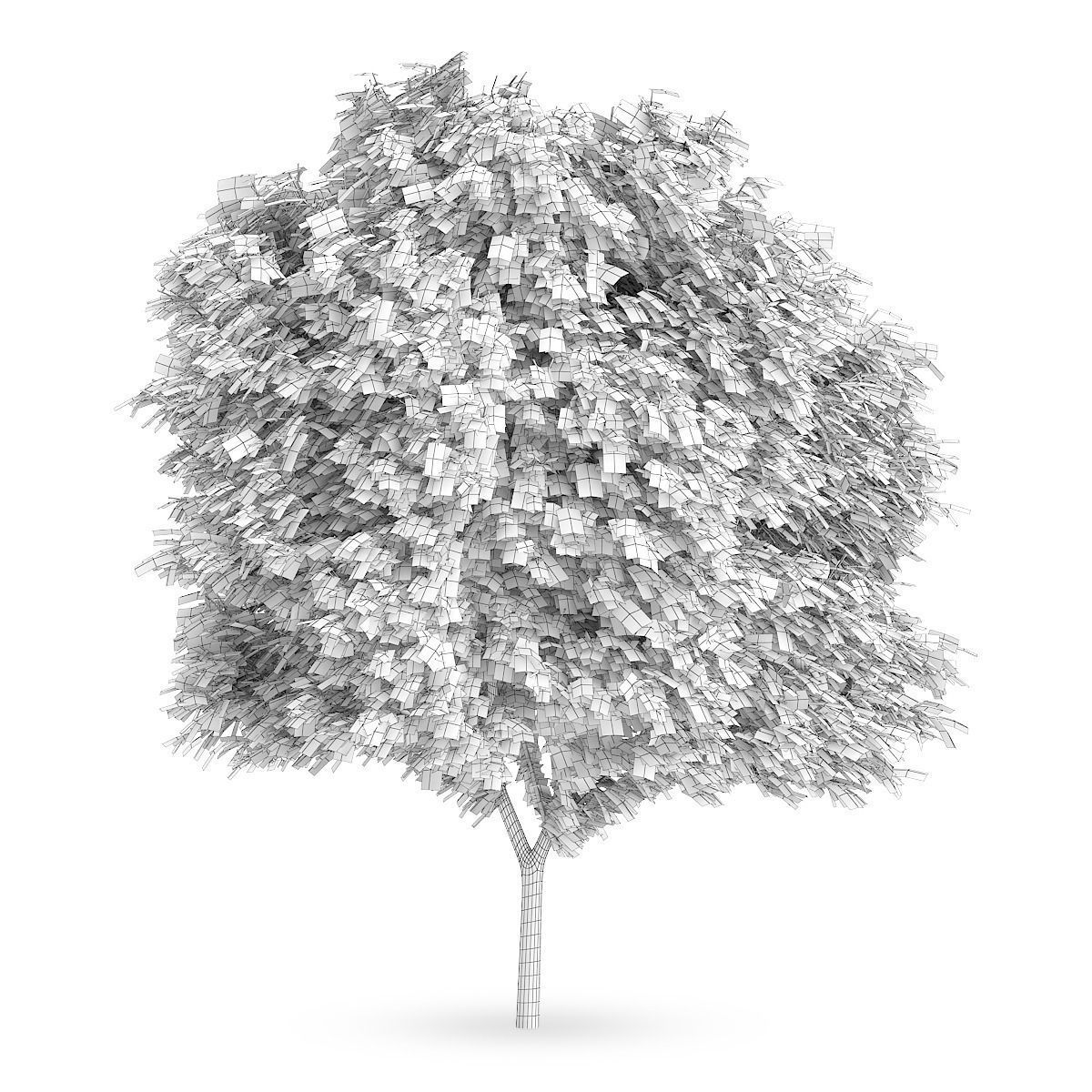 Honey locust  1 3D model_3