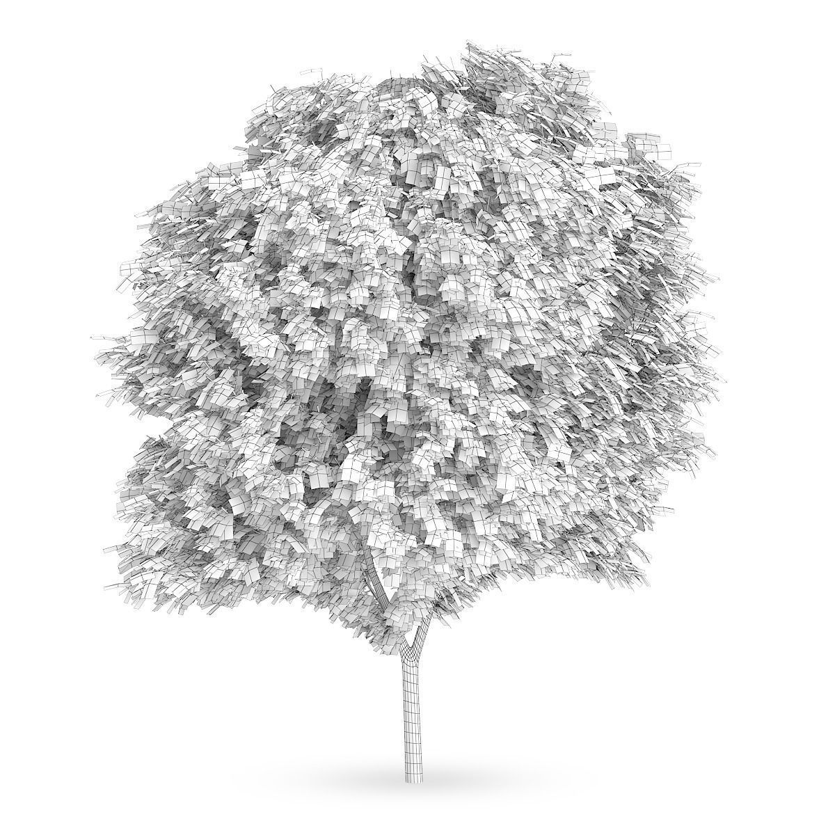 Honey locust  1 3D model_1