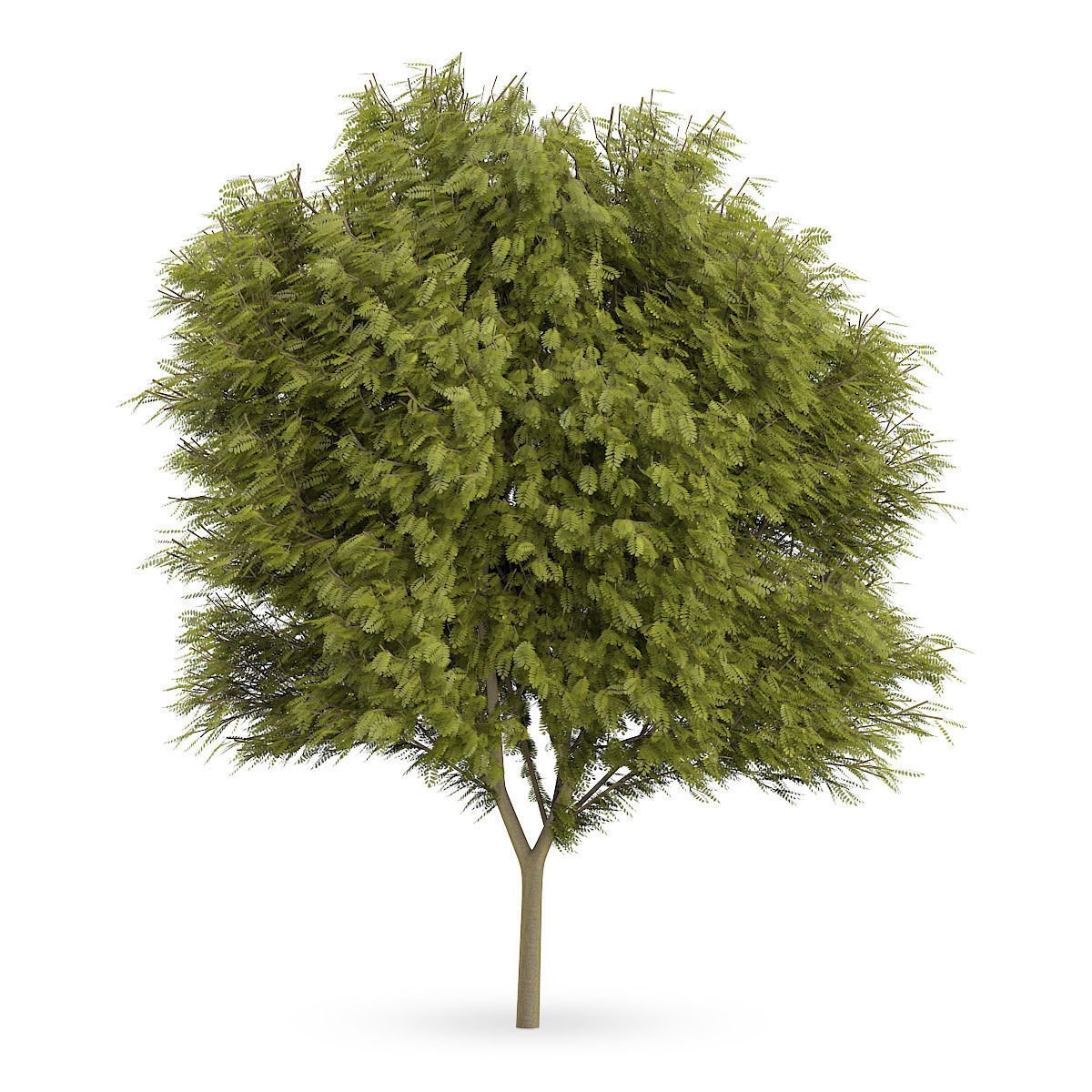 Honey locust  1 3D model_2
