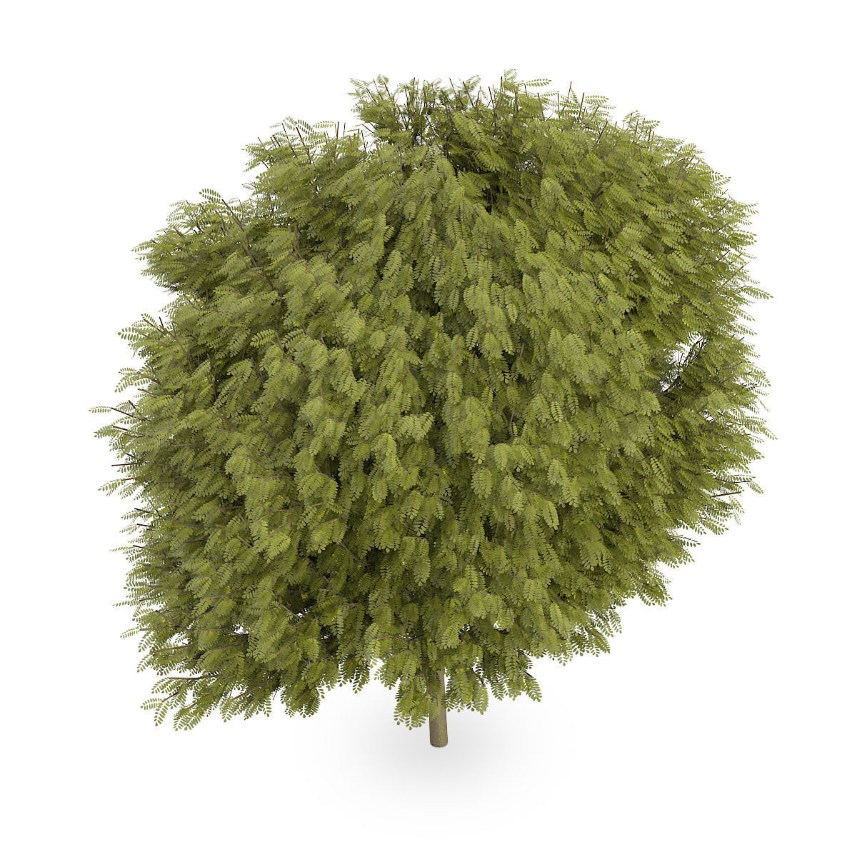 Honey locust  1 3D model_4