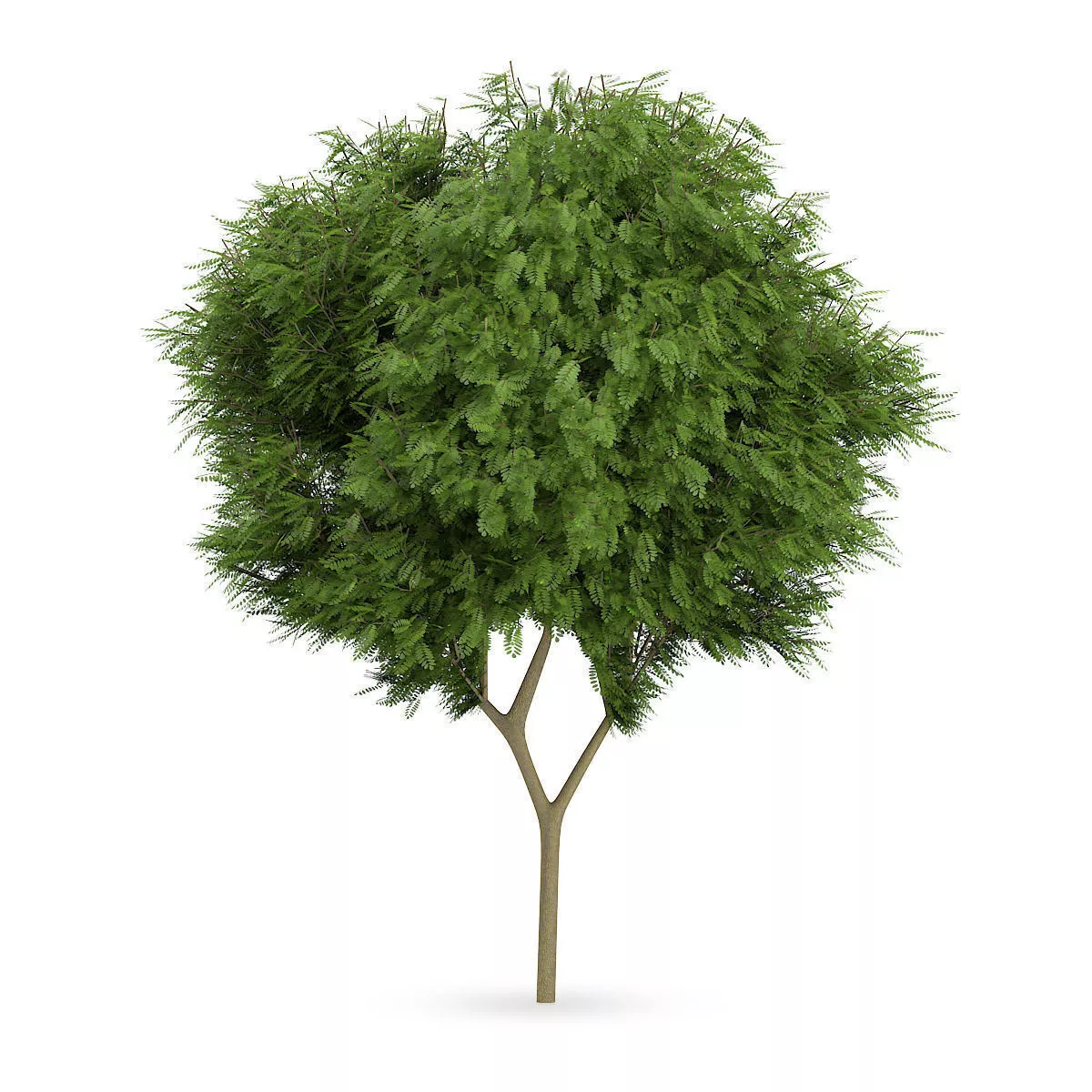 Honey locust 2 3D model