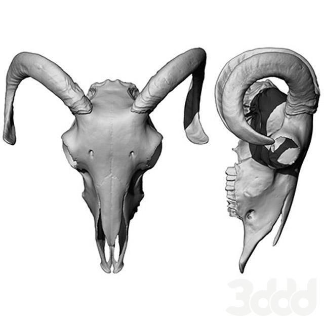 cow skull 3D print model_0