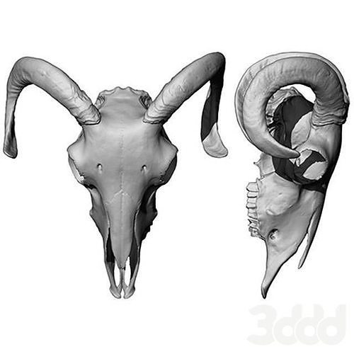 cow skull 3D print model
