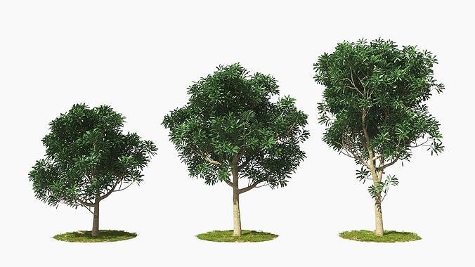 Wind Tree004 Animation 3D model