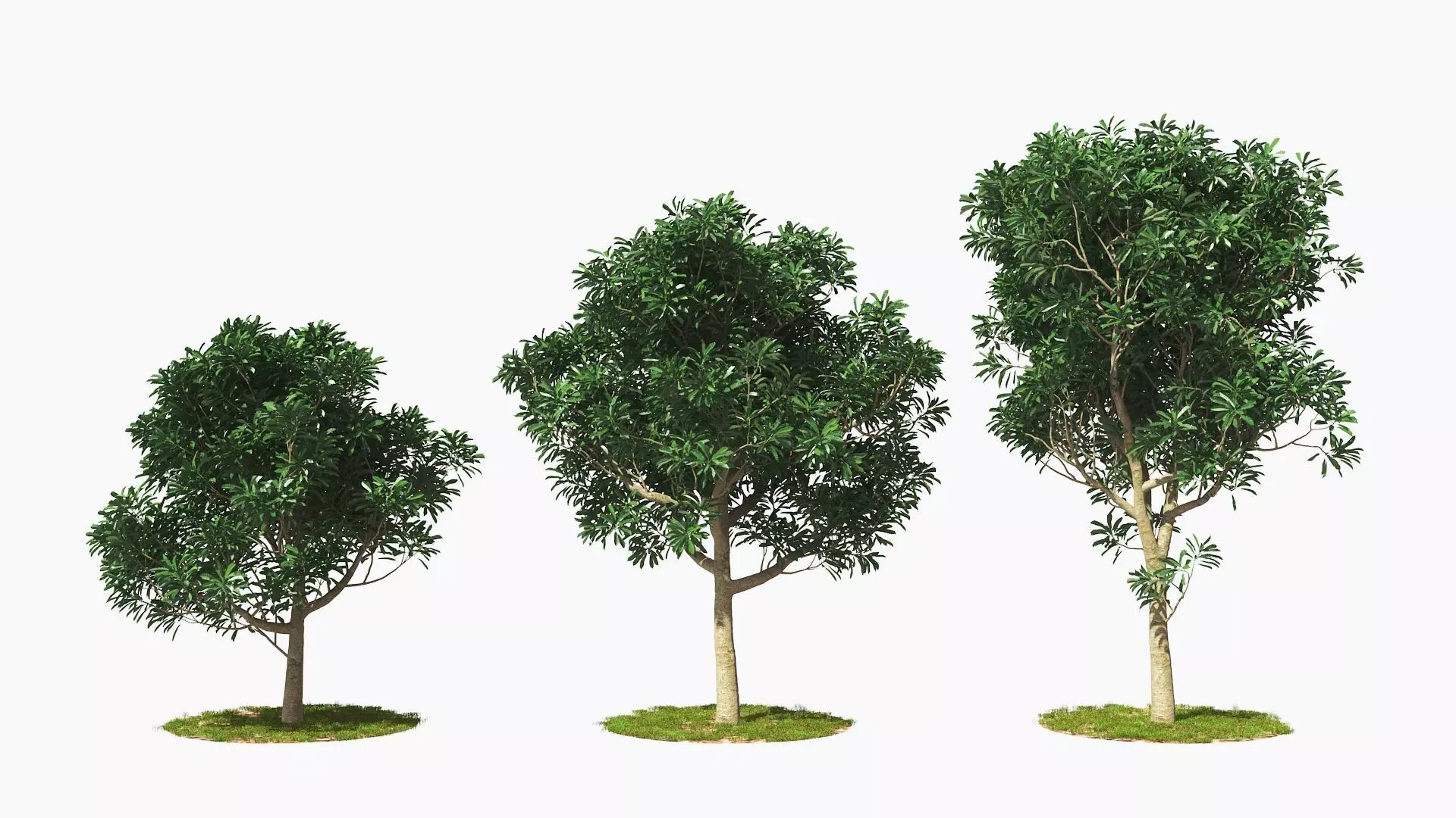 Wind Tree004 Animation 3D model