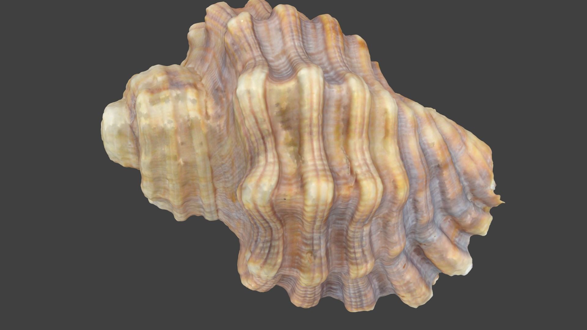 Photoscanned Spiral Ridged Seashell Low-poly 3D model_11
