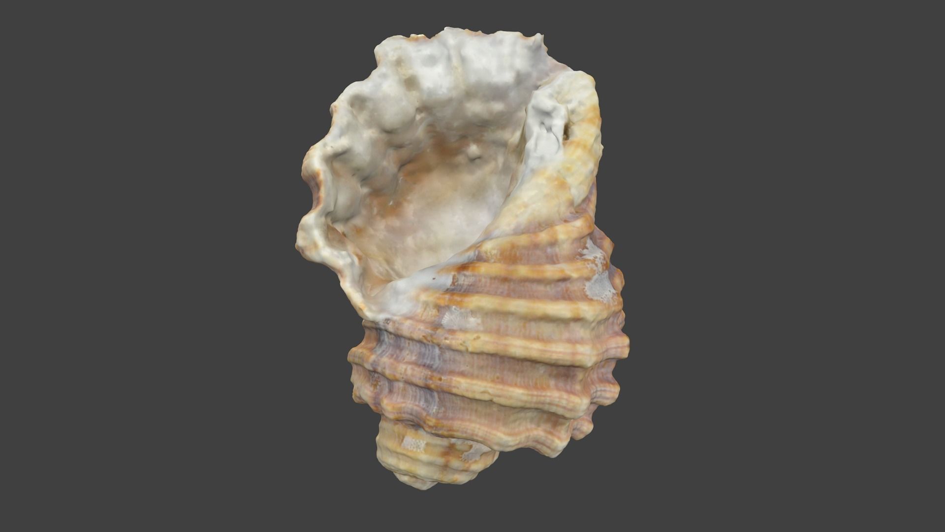 Photoscanned Spiral Ridged Seashell Low-poly 3D model_3