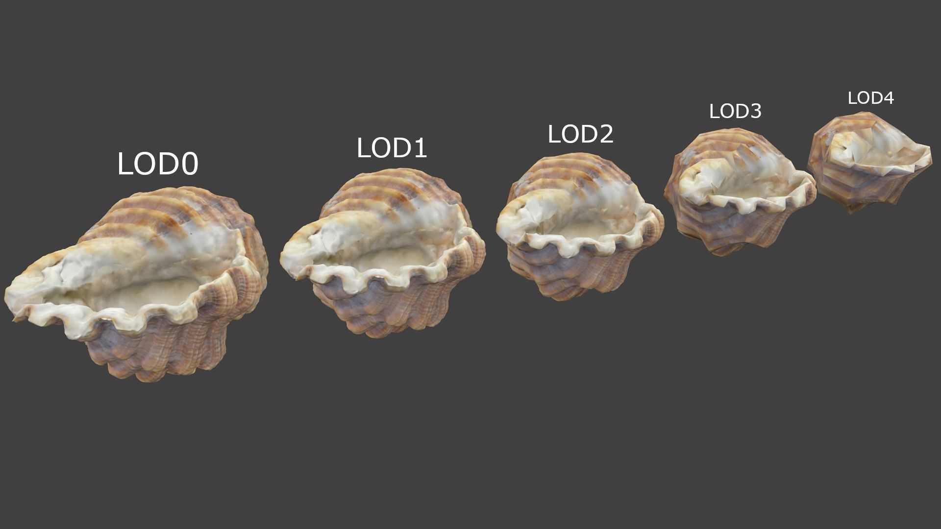 Photoscanned Spiral Ridged Seashell Low-poly 3D model_14
