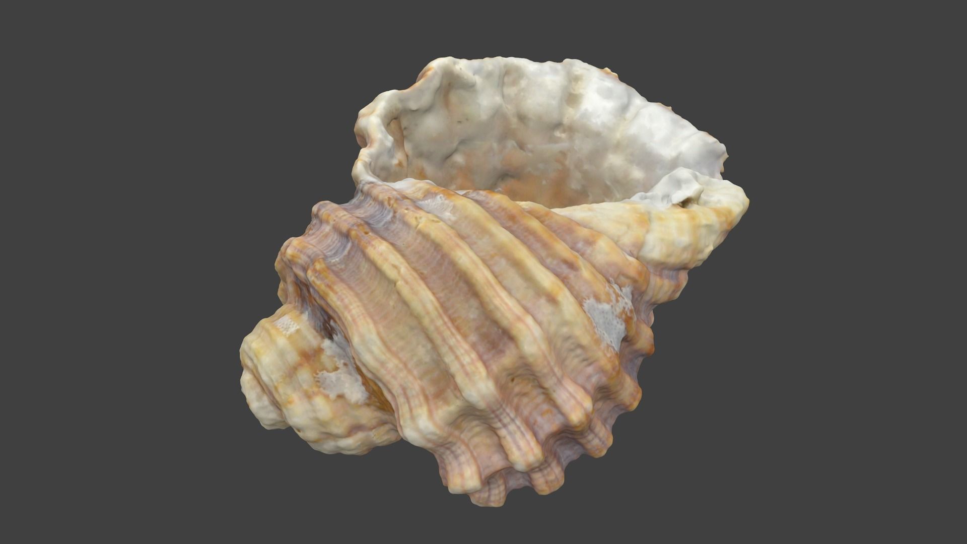 Photoscanned Spiral Ridged Seashell Low-poly 3D model_9