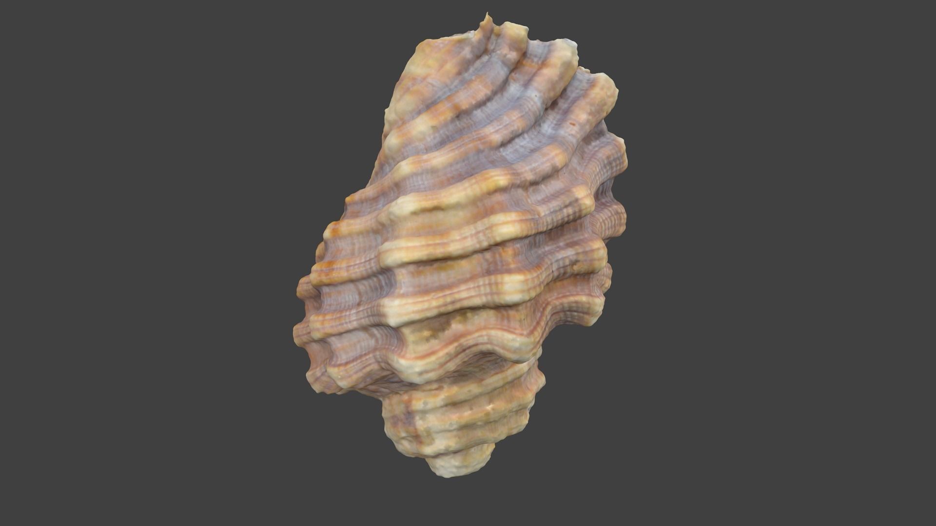 Photoscanned Spiral Ridged Seashell Low-poly 3D model_5