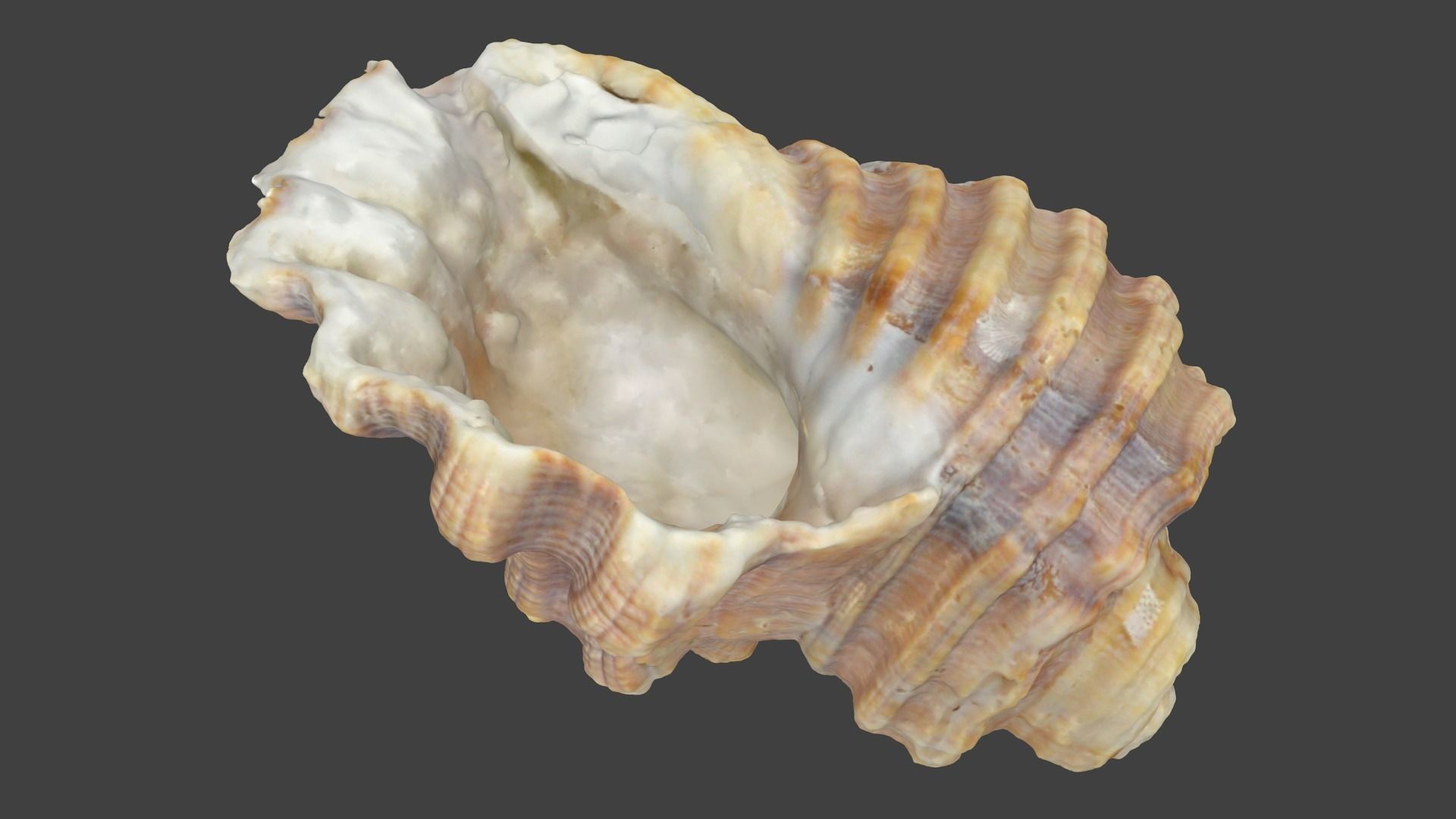 Photoscanned Spiral Ridged Seashell Low-poly 3D model_10