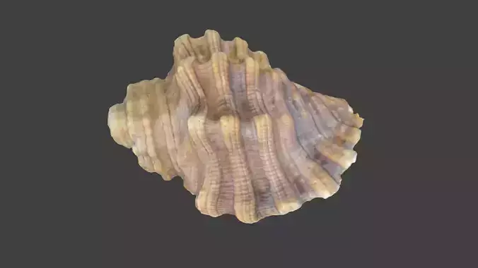 Photoscanned Spiral Ridged Seashell Low-poly 3D model
