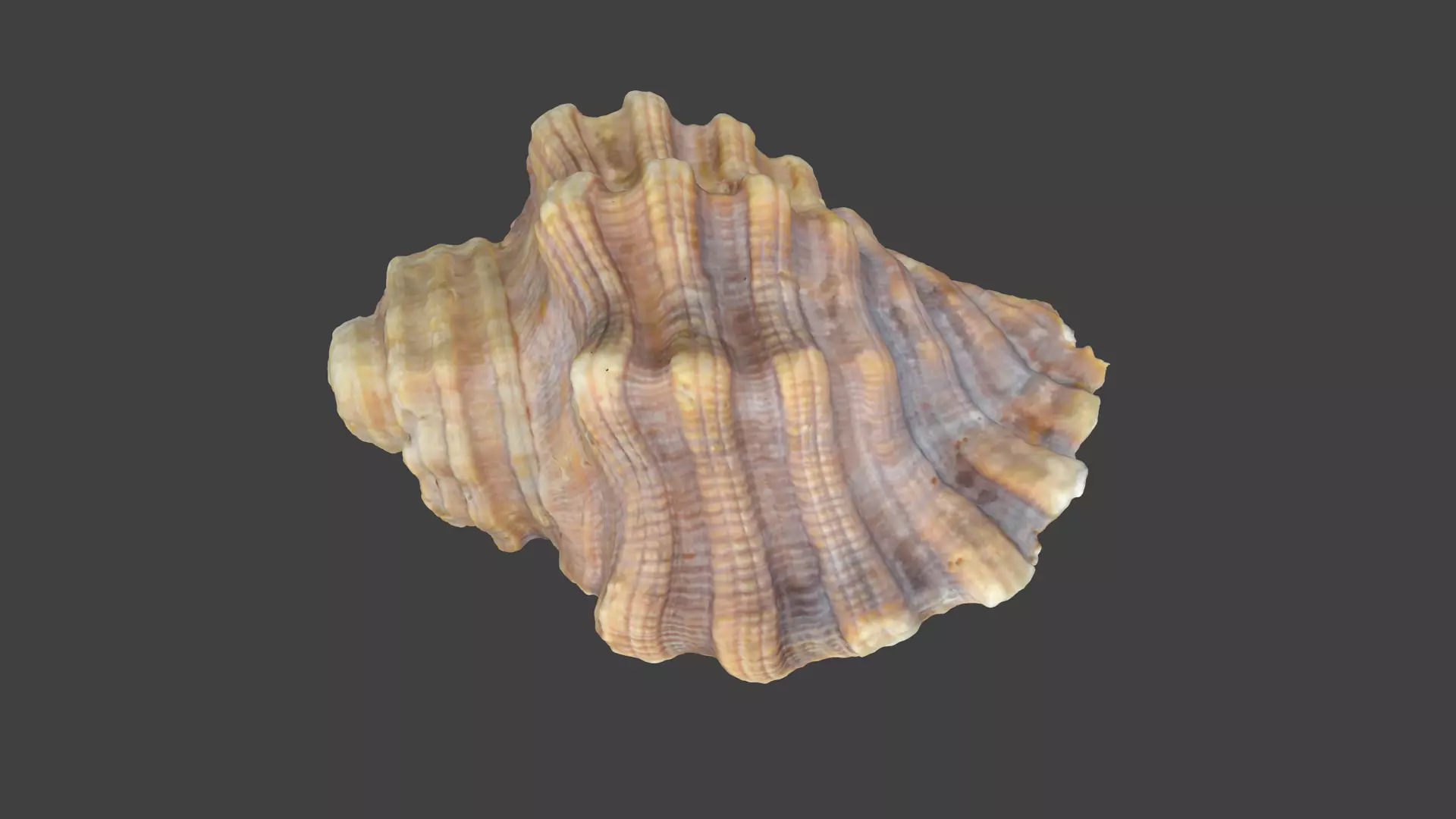 Photoscanned Spiral Ridged Seashell Low-poly 3D model_0