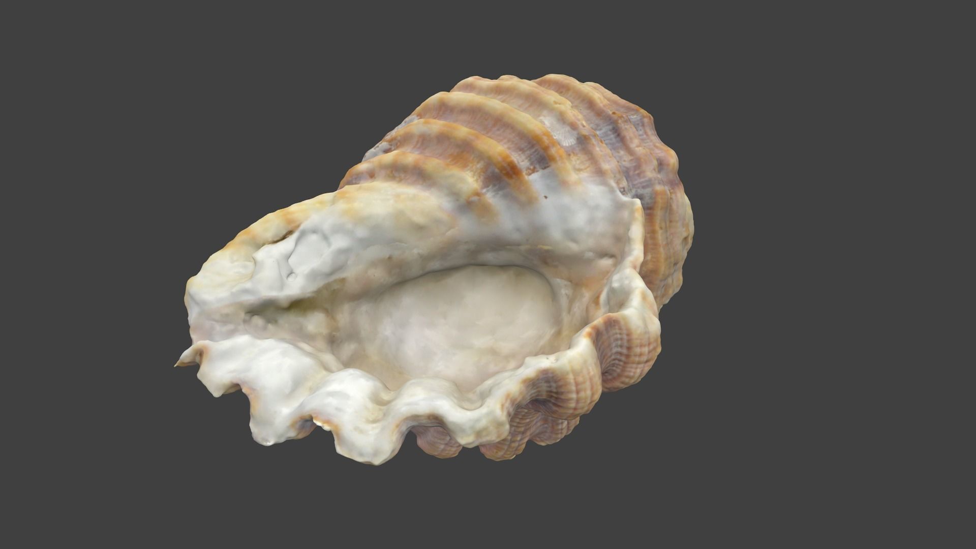 Photoscanned Spiral Ridged Seashell Low-poly 3D model_8