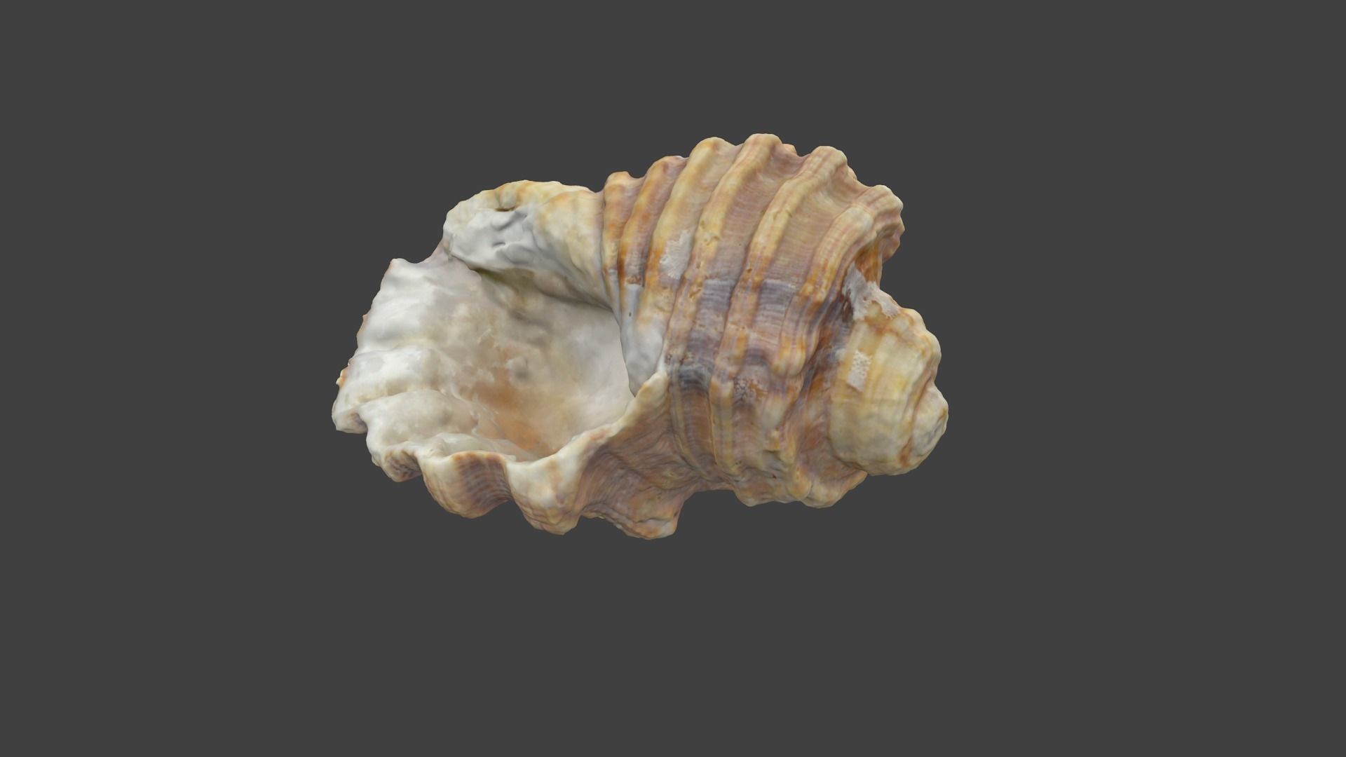 Photoscanned Spiral Ridged Seashell Low-poly 3D model_4