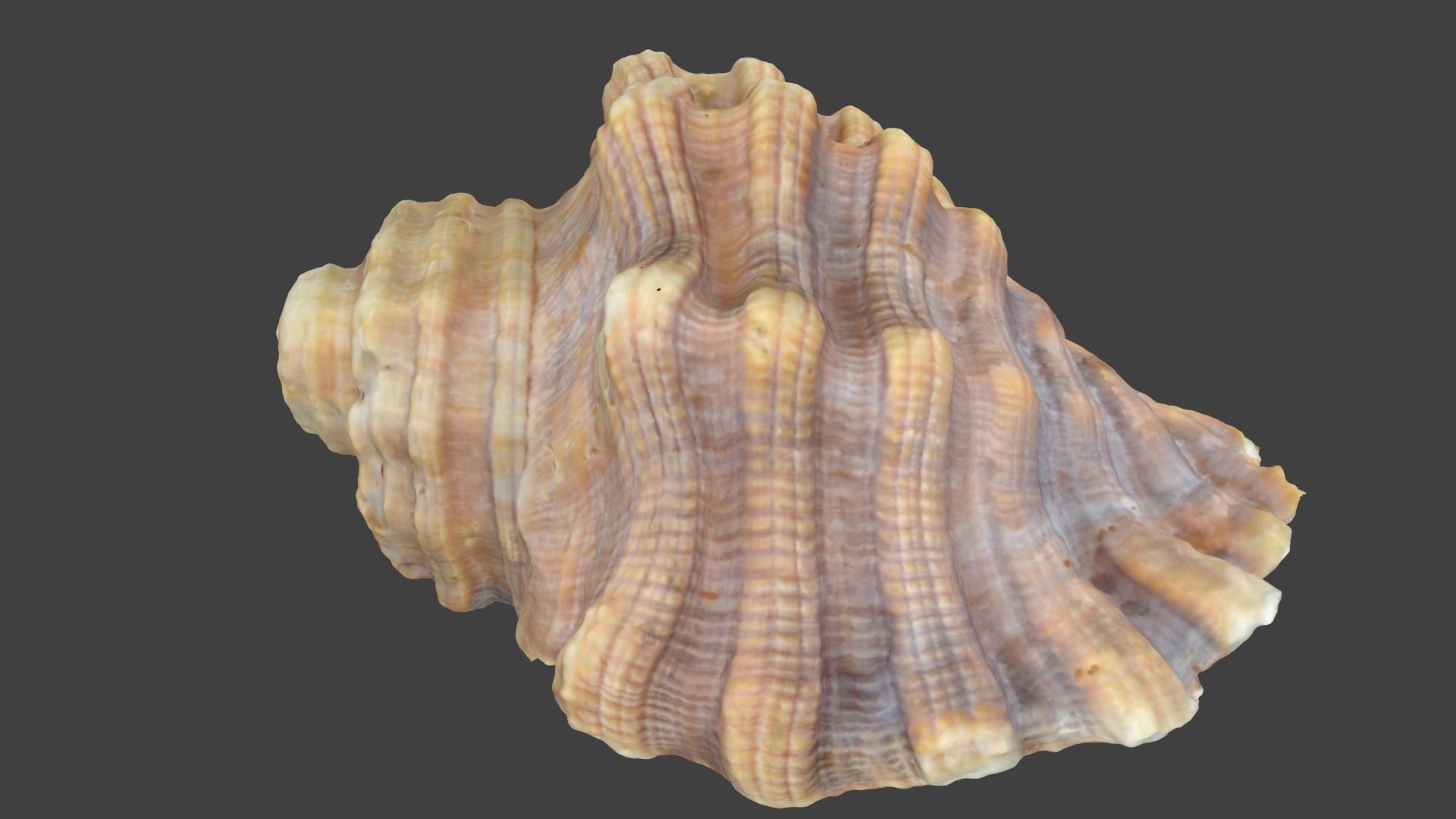 Photoscanned Spiral Ridged Seashell Low-poly 3D model_2