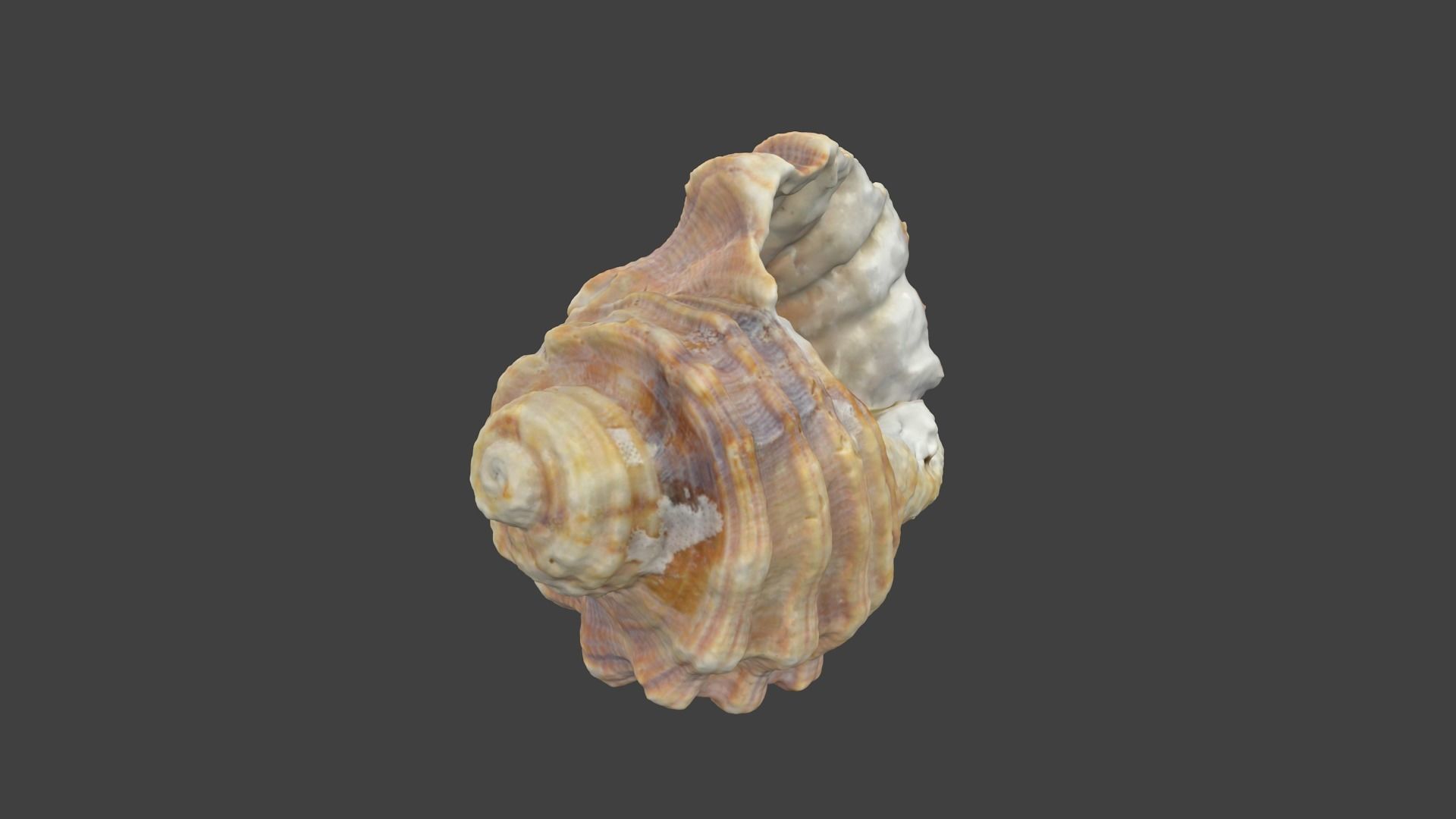 Photoscanned Spiral Ridged Seashell Low-poly 3D model_6