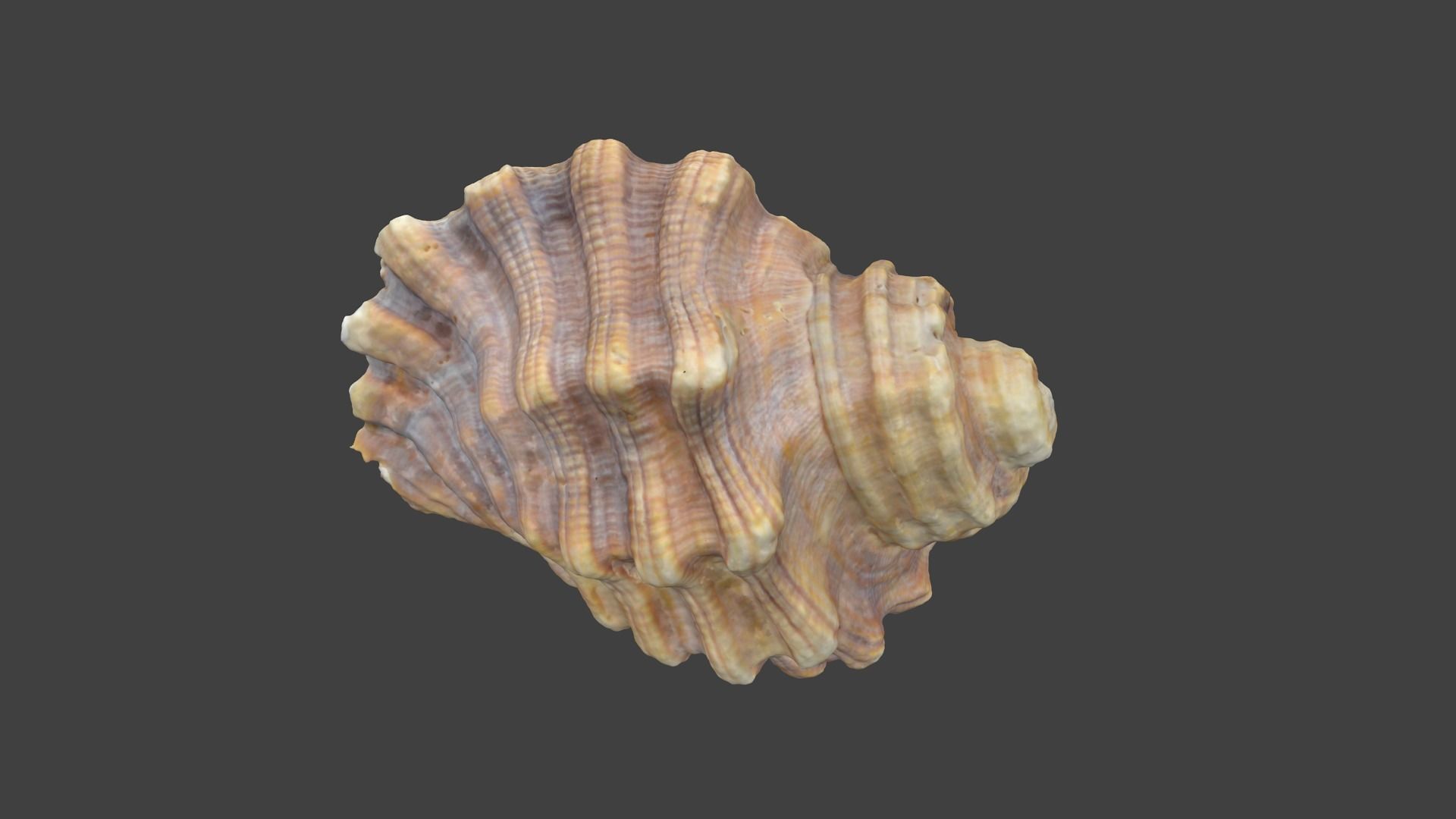 Photoscanned Spiral Ridged Seashell Low-poly 3D model_7