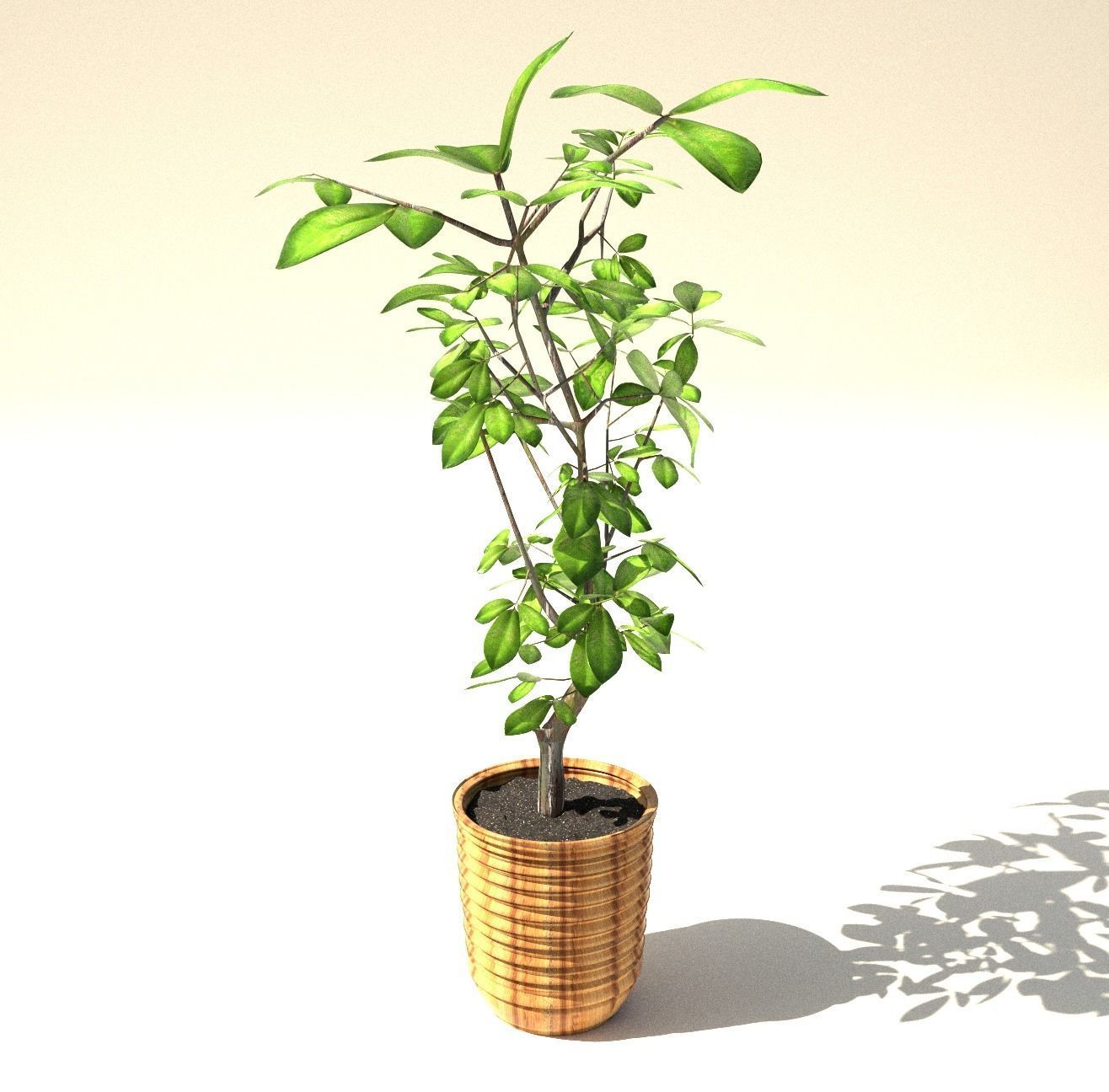 fig tree 3D model_2