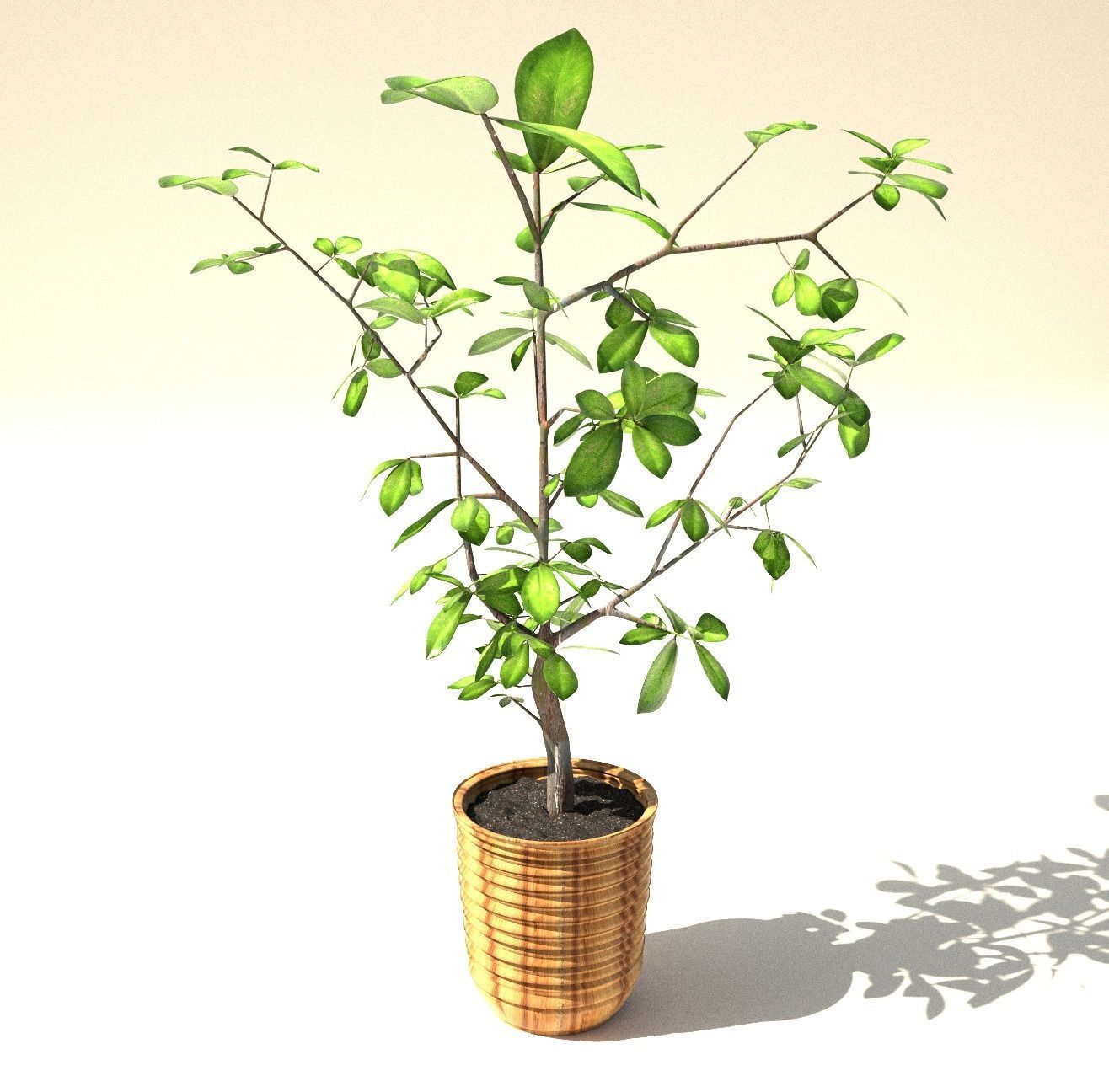 fig tree 3D model_1
