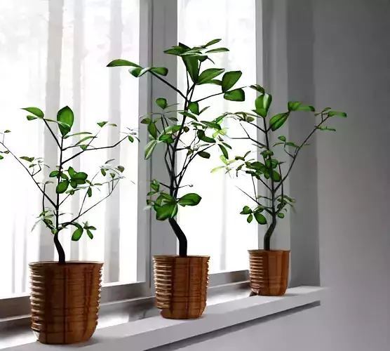 fig tree 3D model