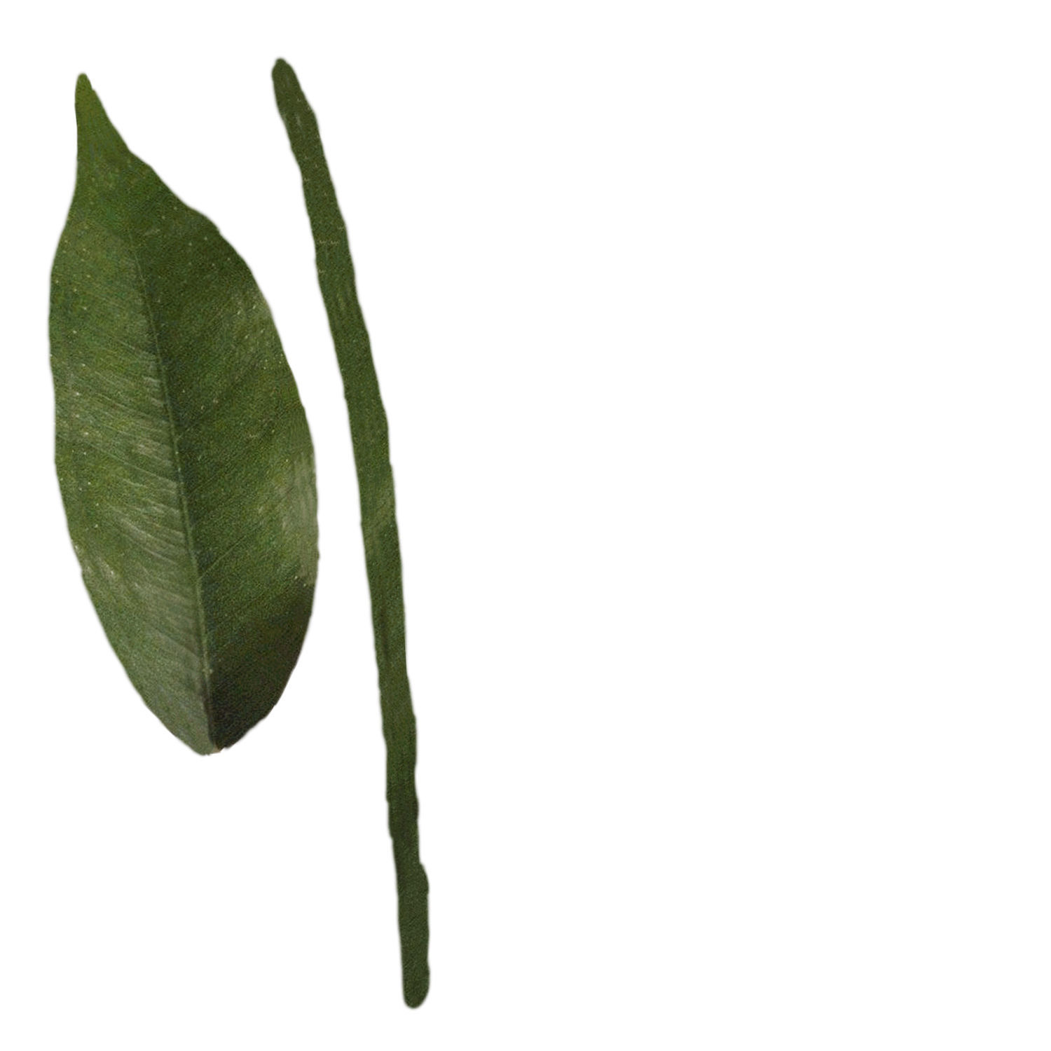 potted plant Low-poly 3D model_4