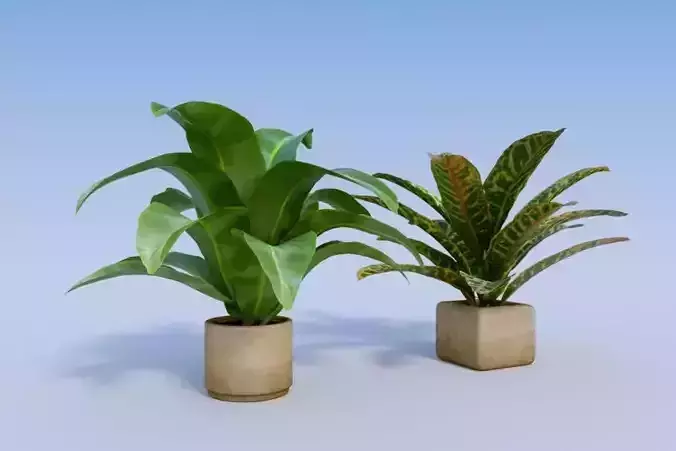 Banana and Croton
