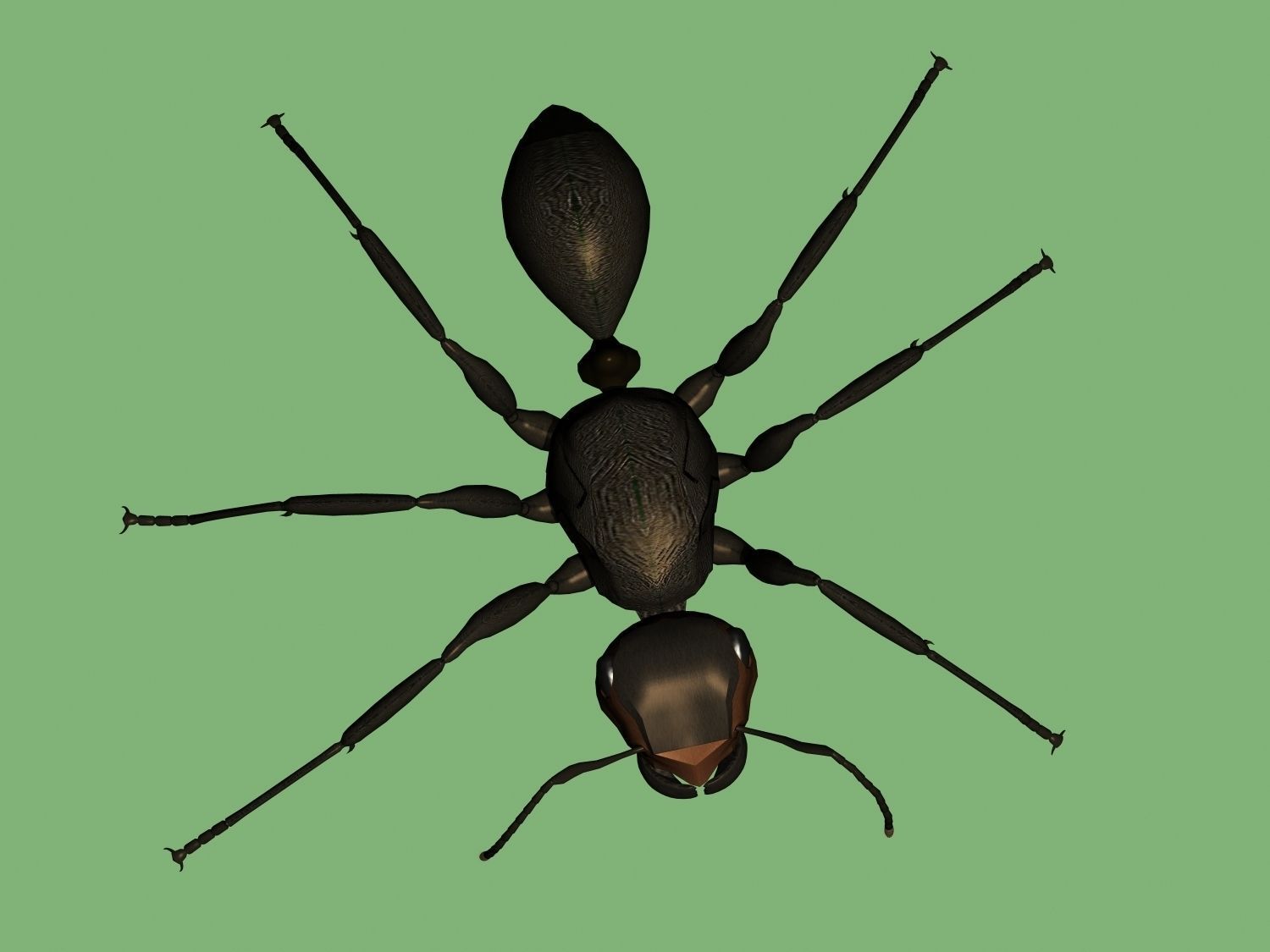 Soldier ant 3D model_2