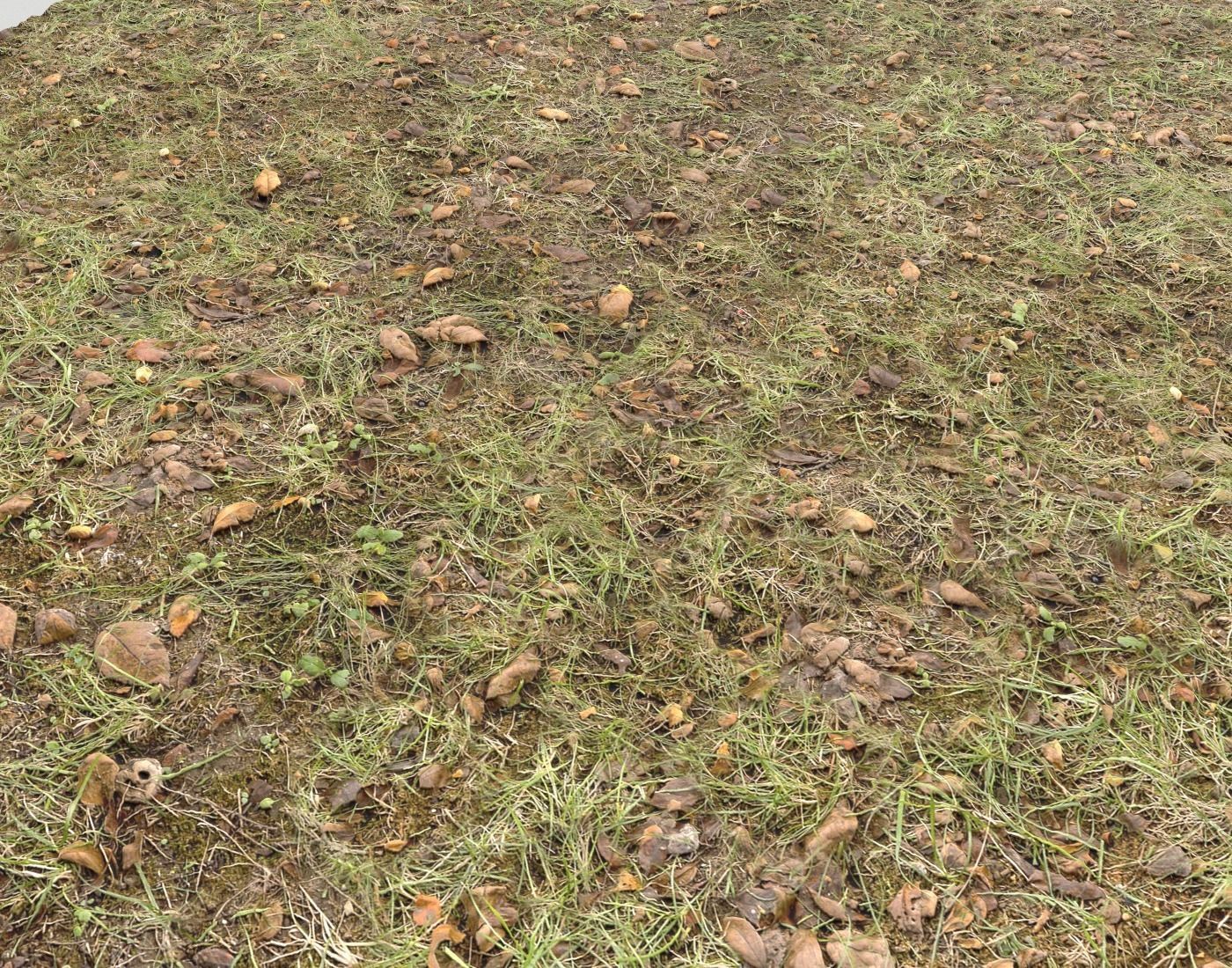 Forest Terrain Pack PBR 17 Texture_15