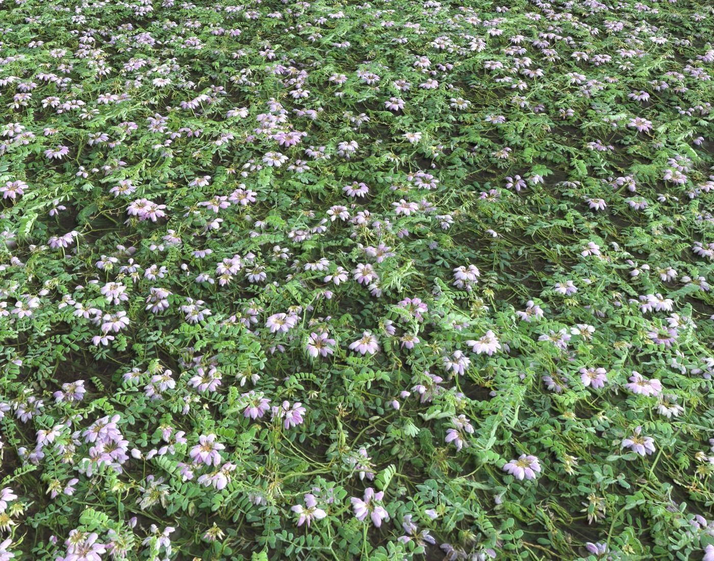 Forest Terrain Pack PBR 17 Texture_11