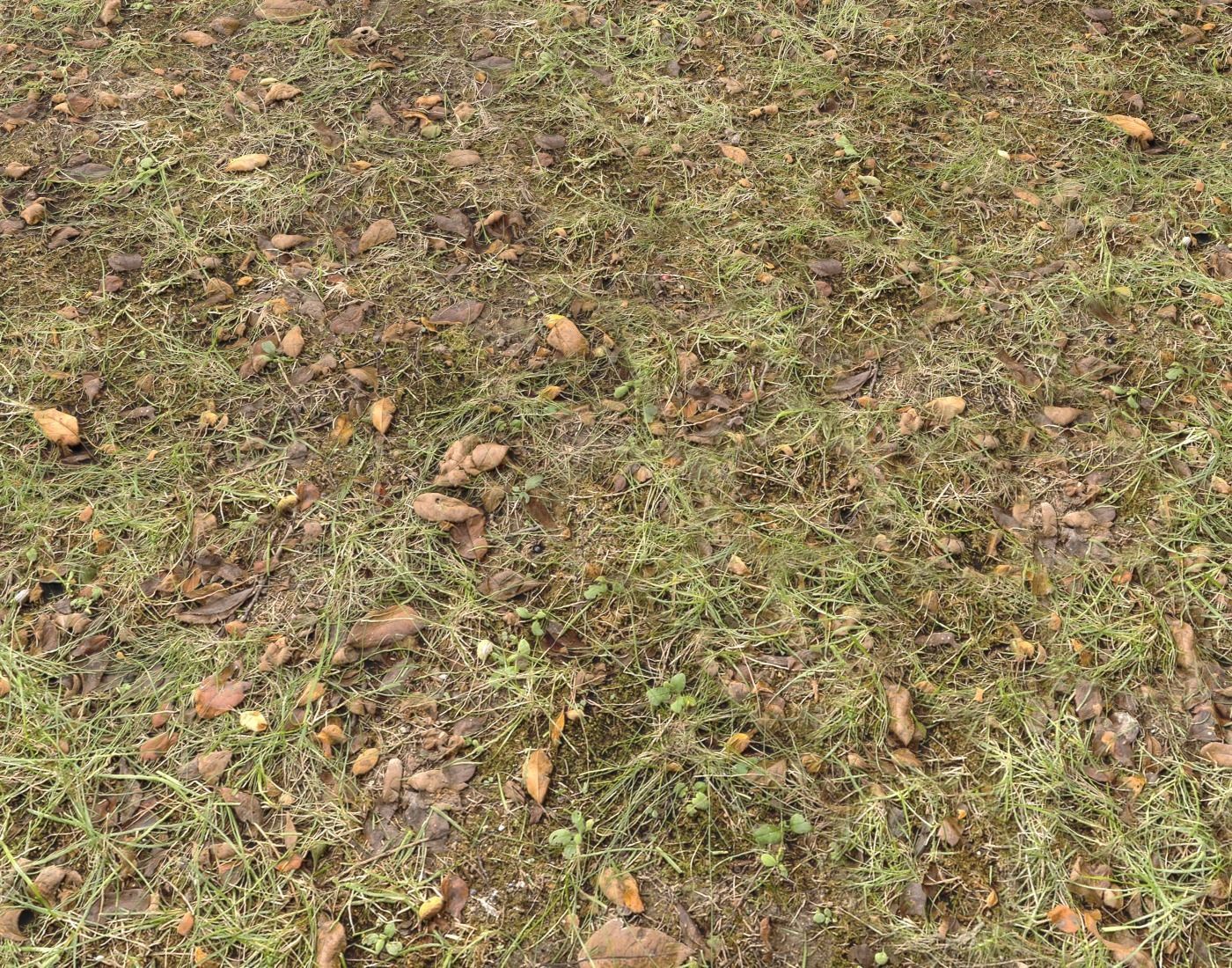 Forest Terrain Pack PBR 17 Texture_16