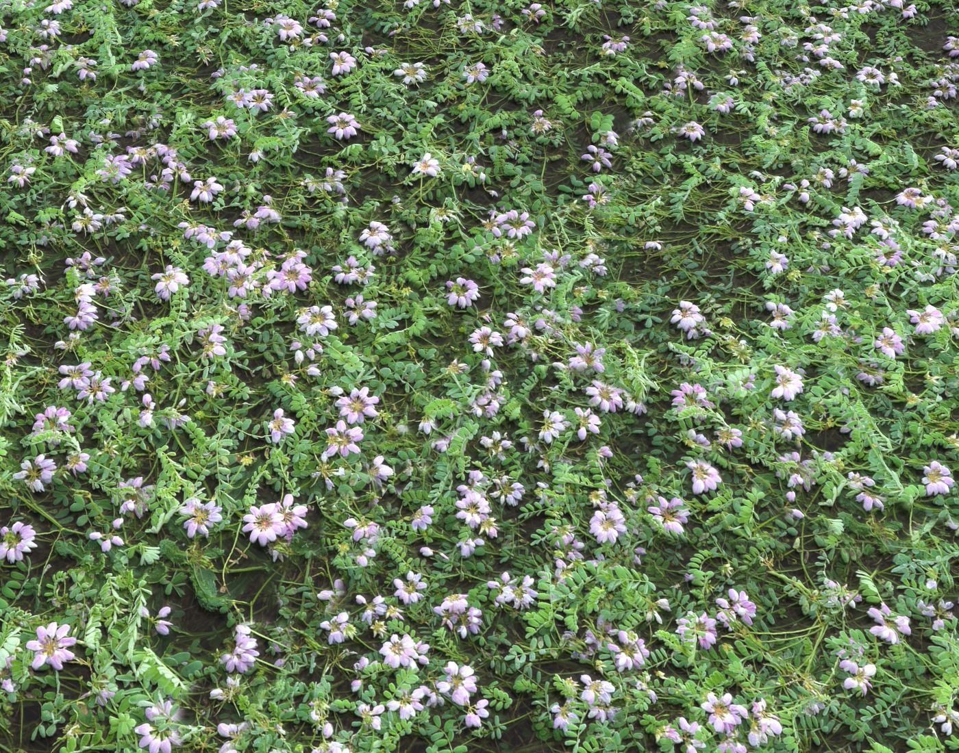 Forest Terrain Pack PBR 17 Texture_12