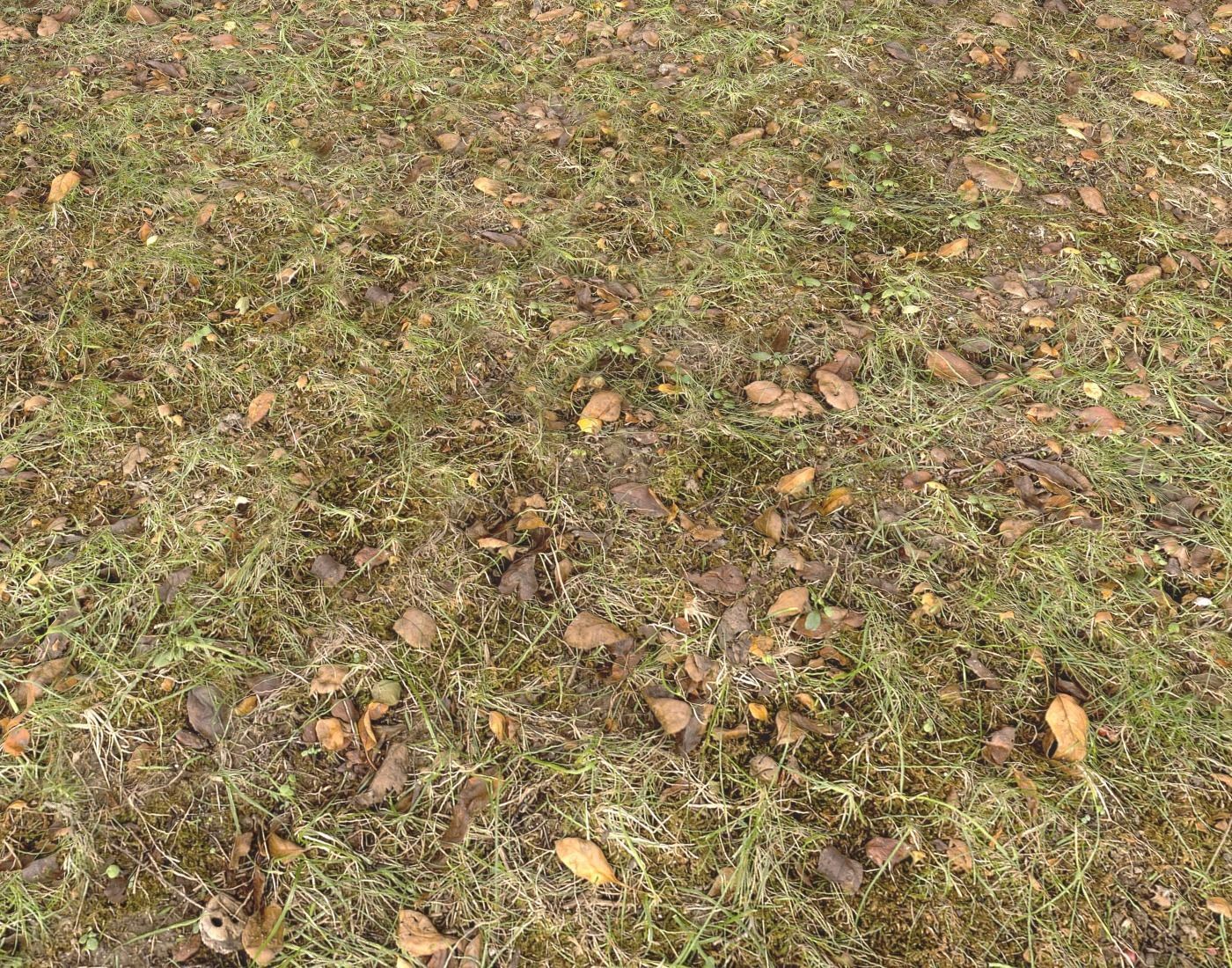 Forest Terrain Pack PBR 17 Texture_14