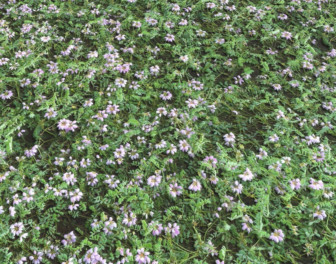 Forest Terrain Pack PBR 17 Texture_9