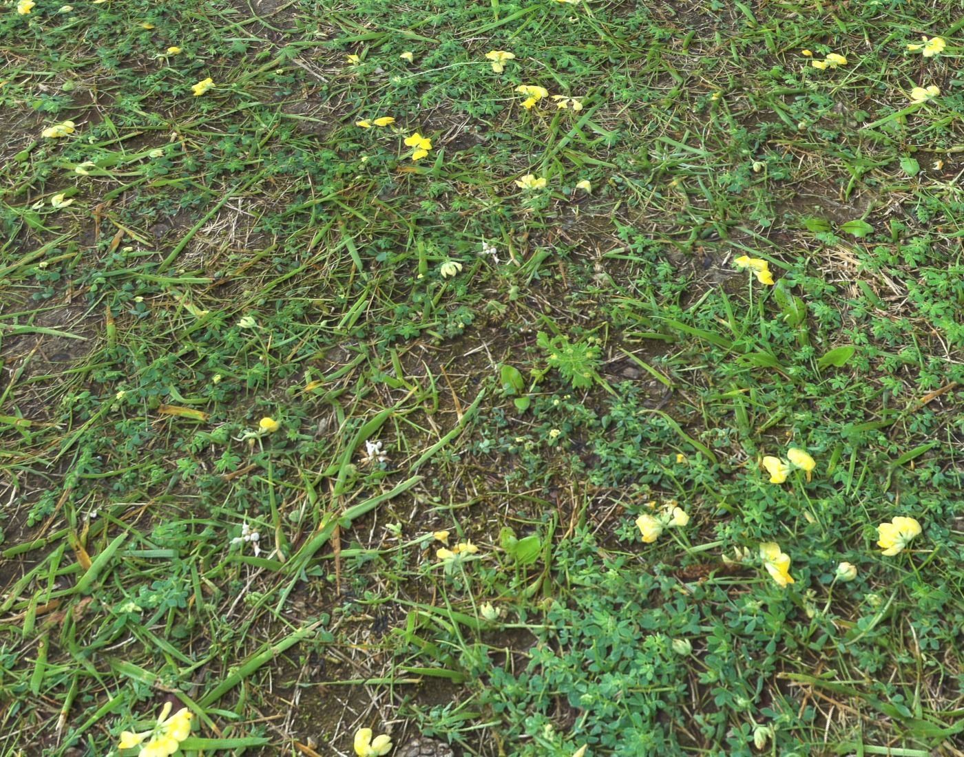 Forest Terrain Pack PBR 17 Texture_20