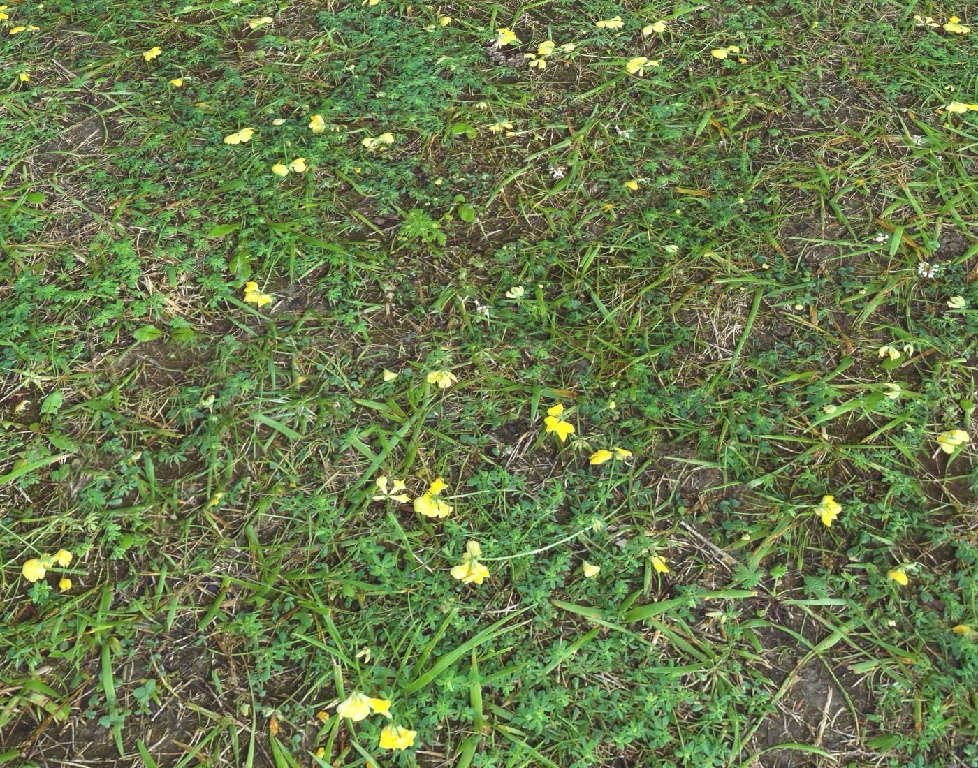 Forest Terrain Pack PBR 17 Texture_18