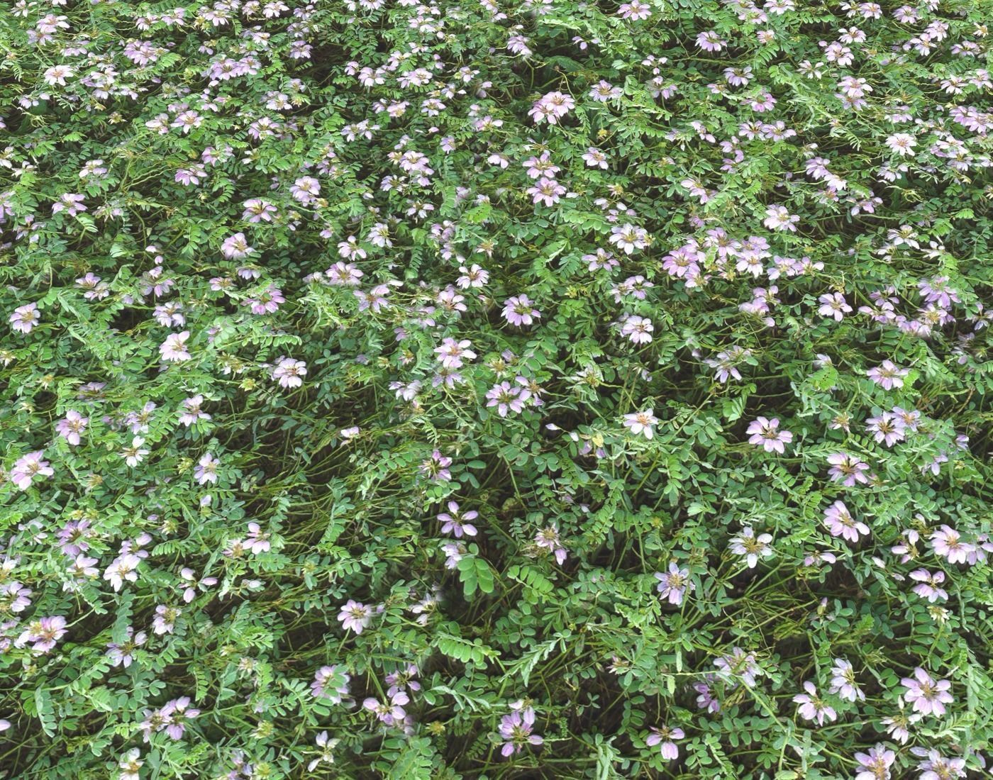 Forest Terrain Pack PBR 17 Texture_10