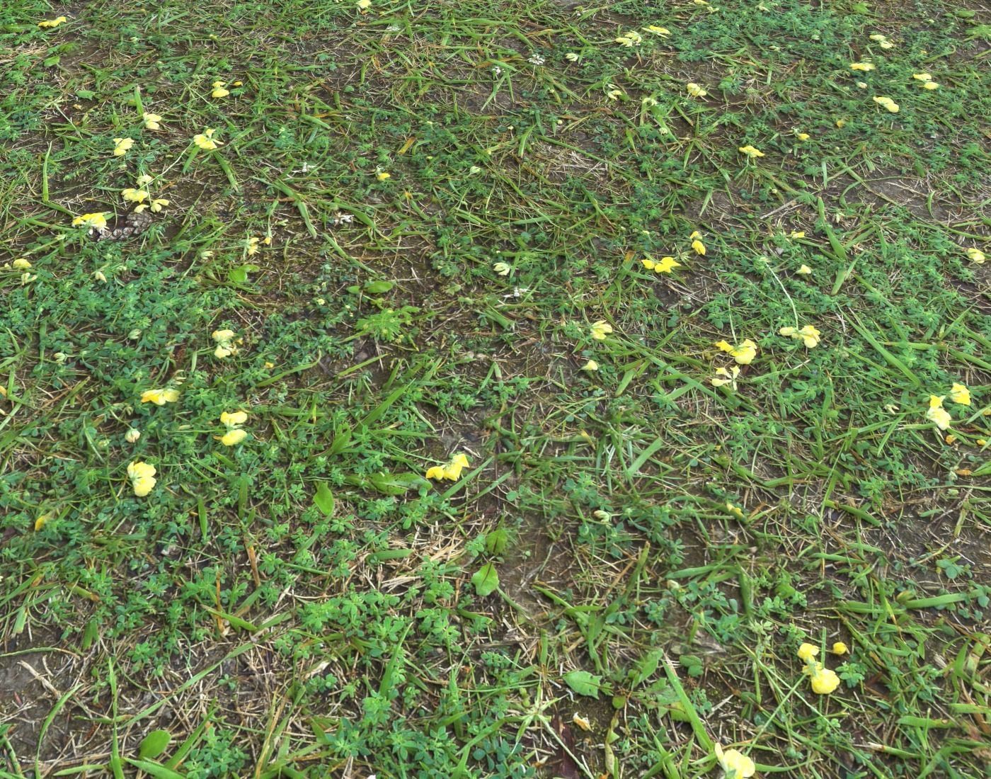 Forest Terrain Pack PBR 17 Texture_17