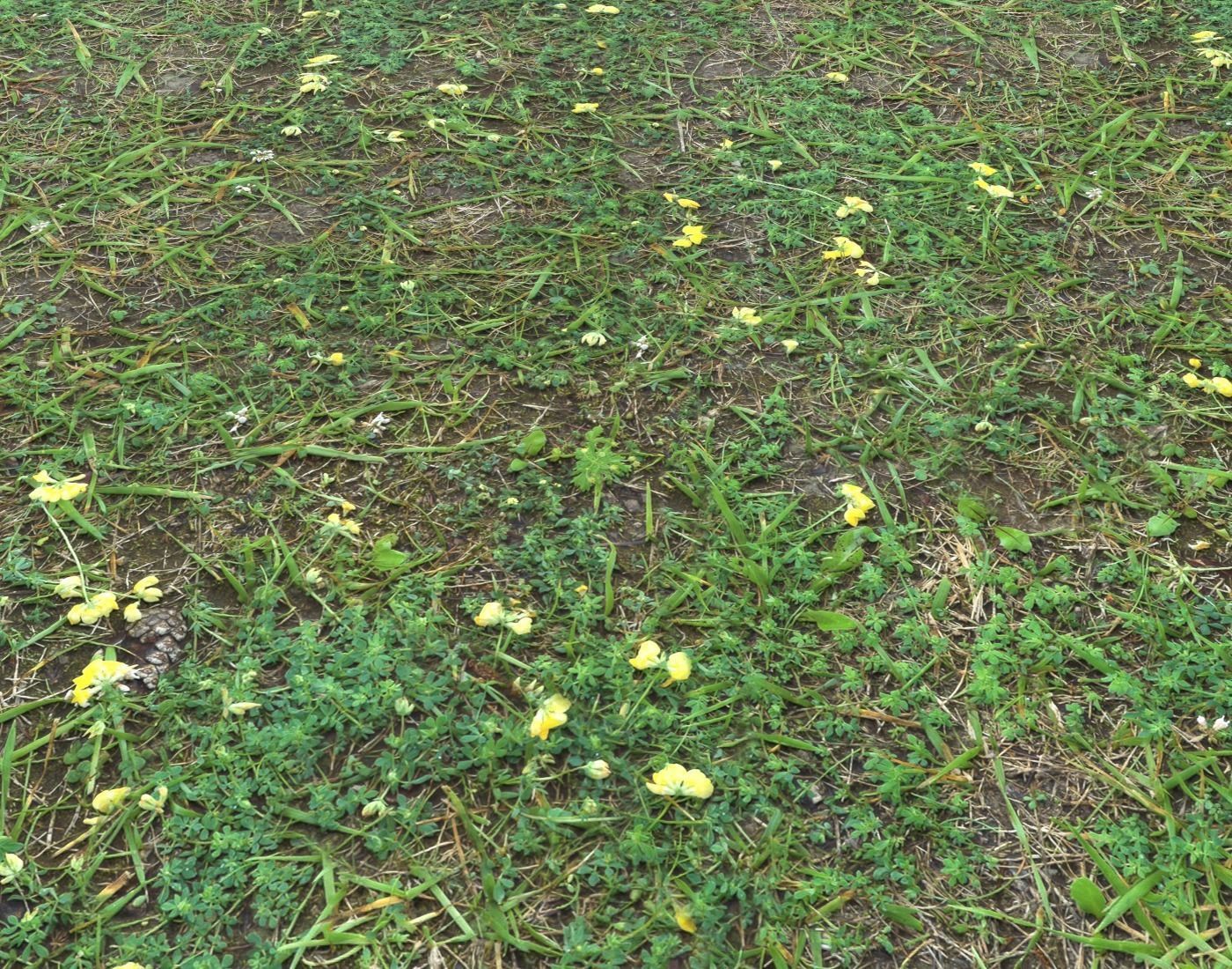 Forest Terrain Pack PBR 17 Texture_19