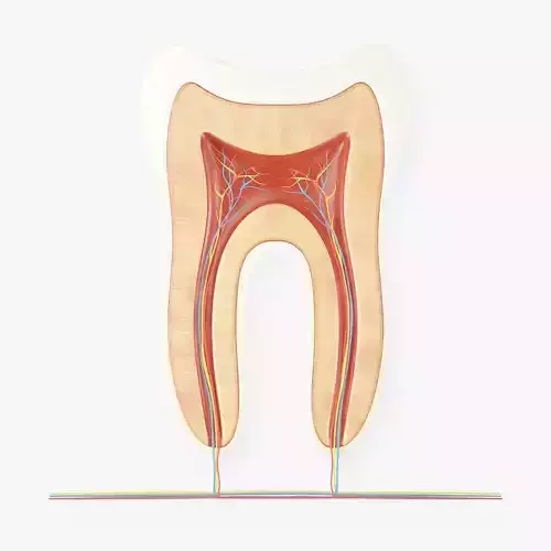 Tooth Anatomy 3D model